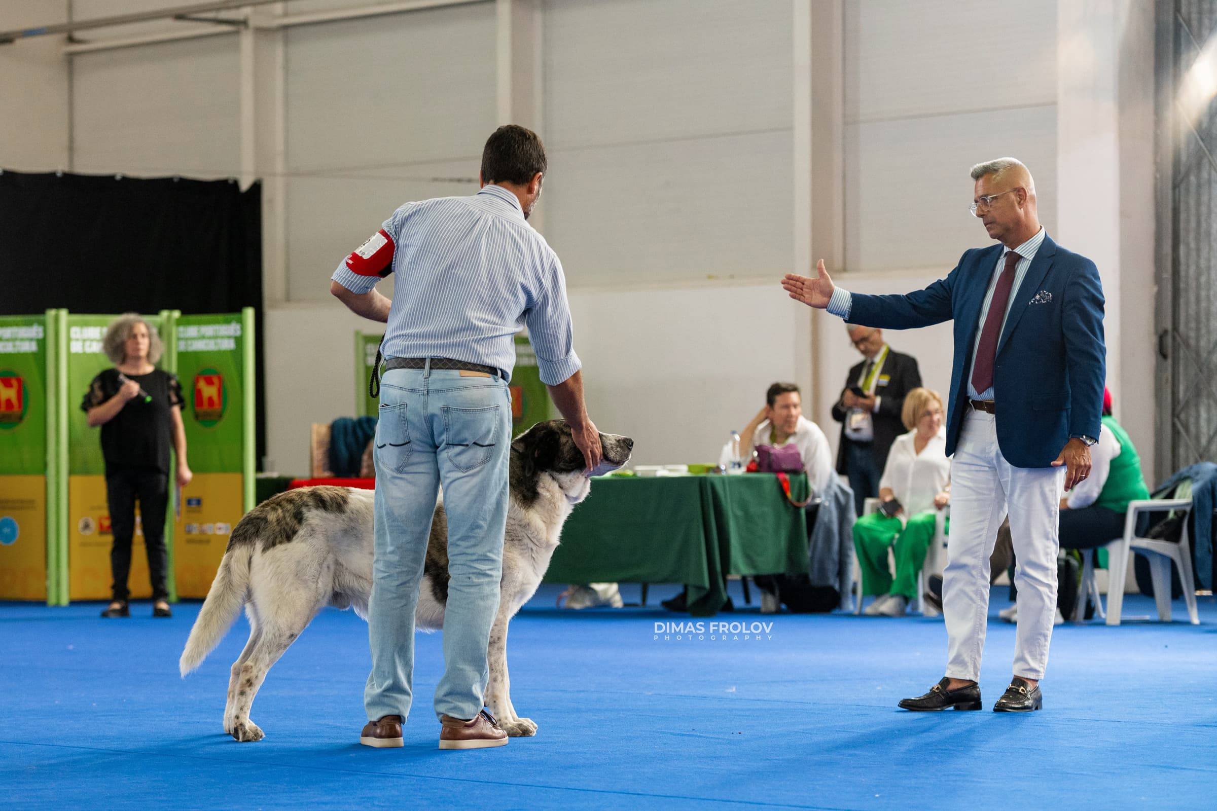 dogs Aveiro Dog Show 2025. บาทต่อภาพ 129692 (2025-07-20 13:03:03)