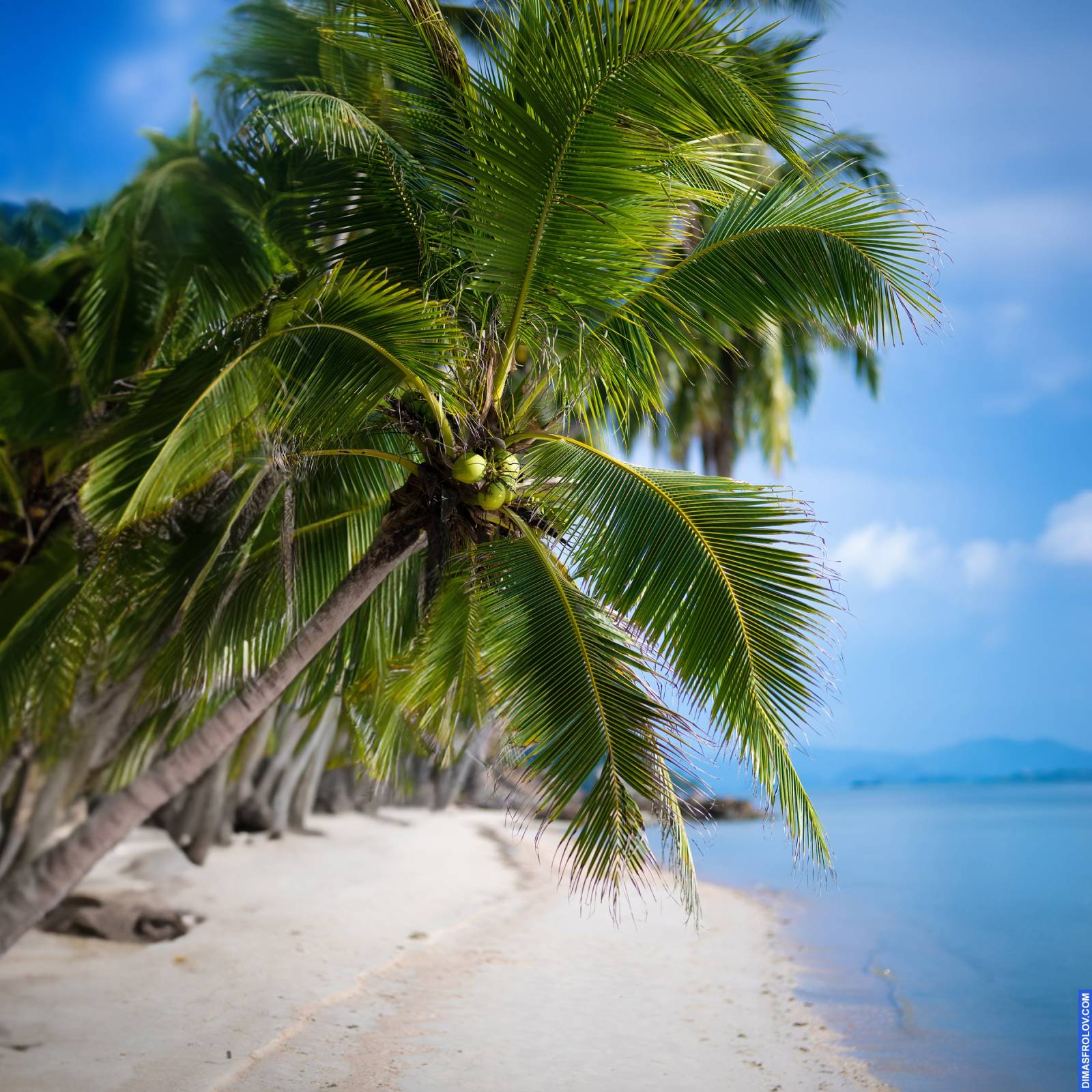 Idyllic tropical beach with white sand, clear turquoise water, and lush green palm trees with coconuts under a bright sky