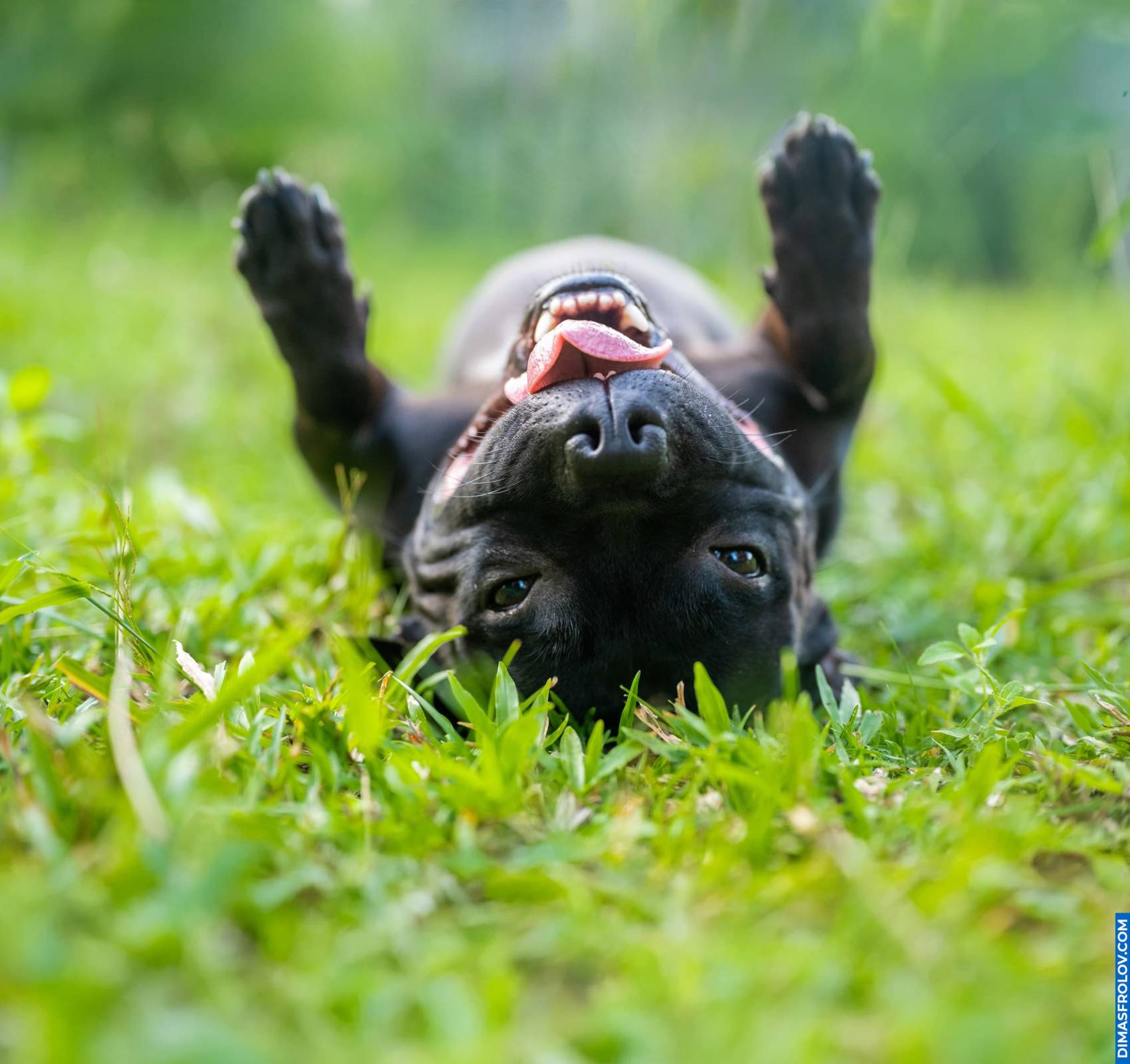 Playful staffy lying belly up on green grass with joyful expression