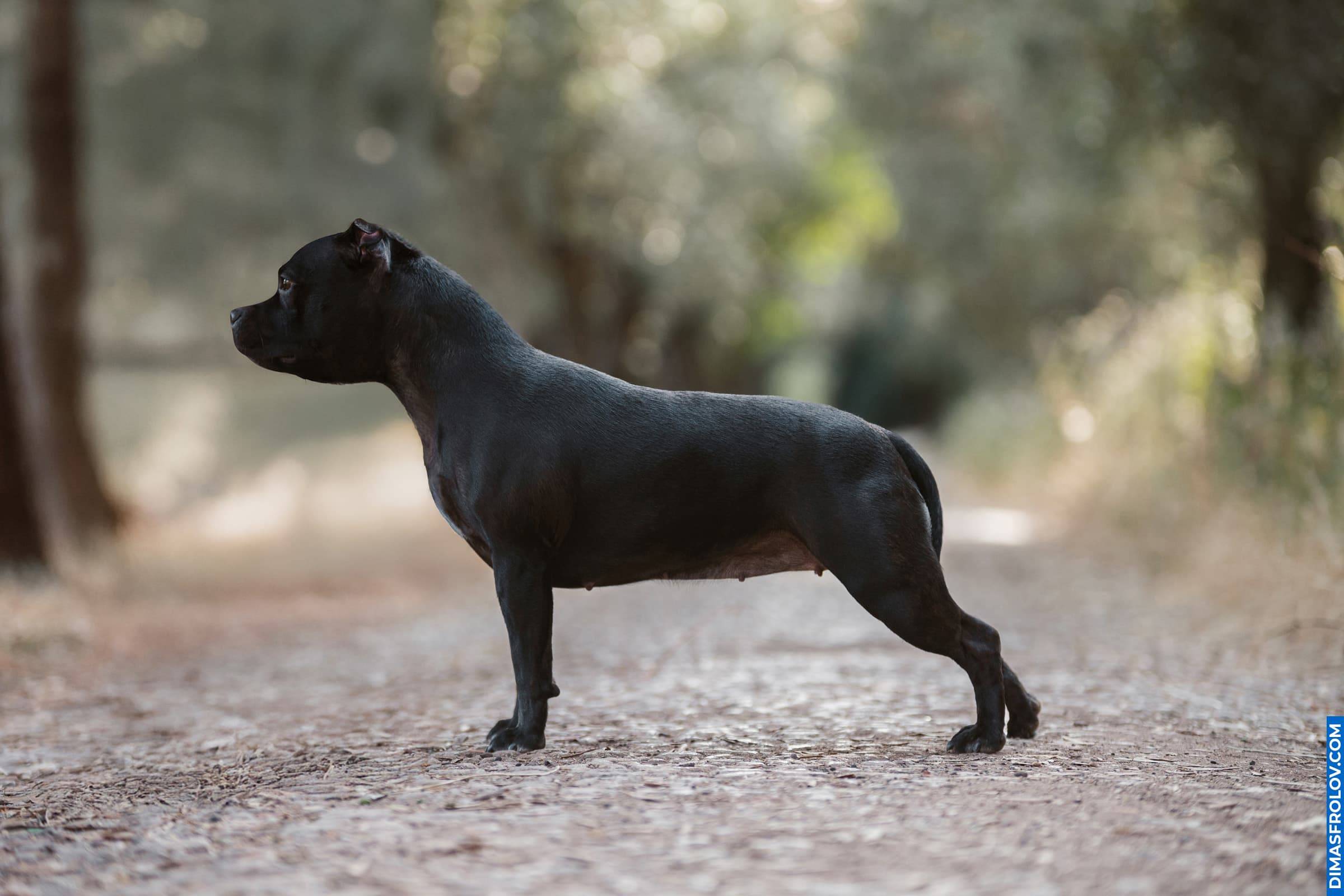 Elegant Staffordshire Bull Terrier standing proudly on a forest path during outdoor photo session