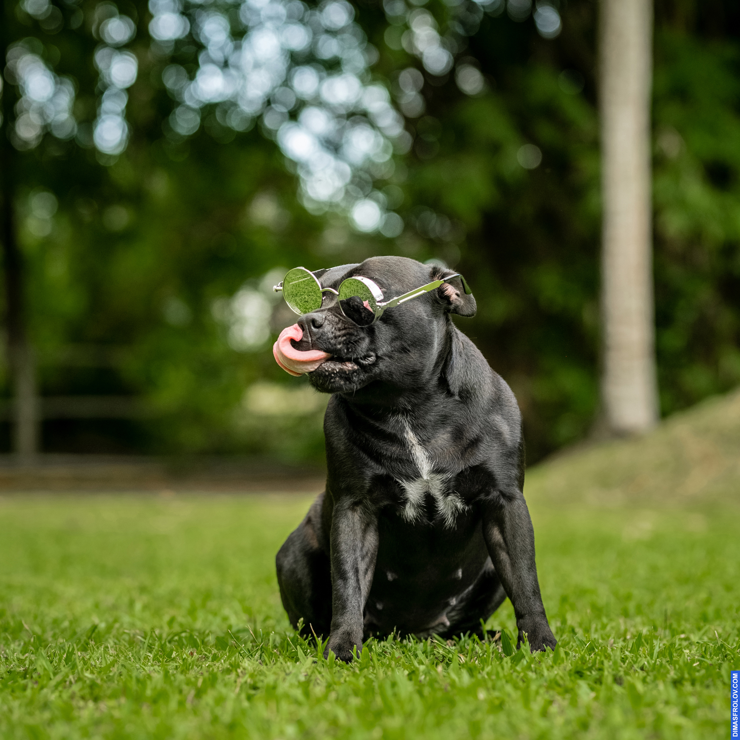 dogs Valeriia @EasyDogMe with Stuffy & Kerry Blue terrier. photo 117826 (2023-05-03 22:16:29)