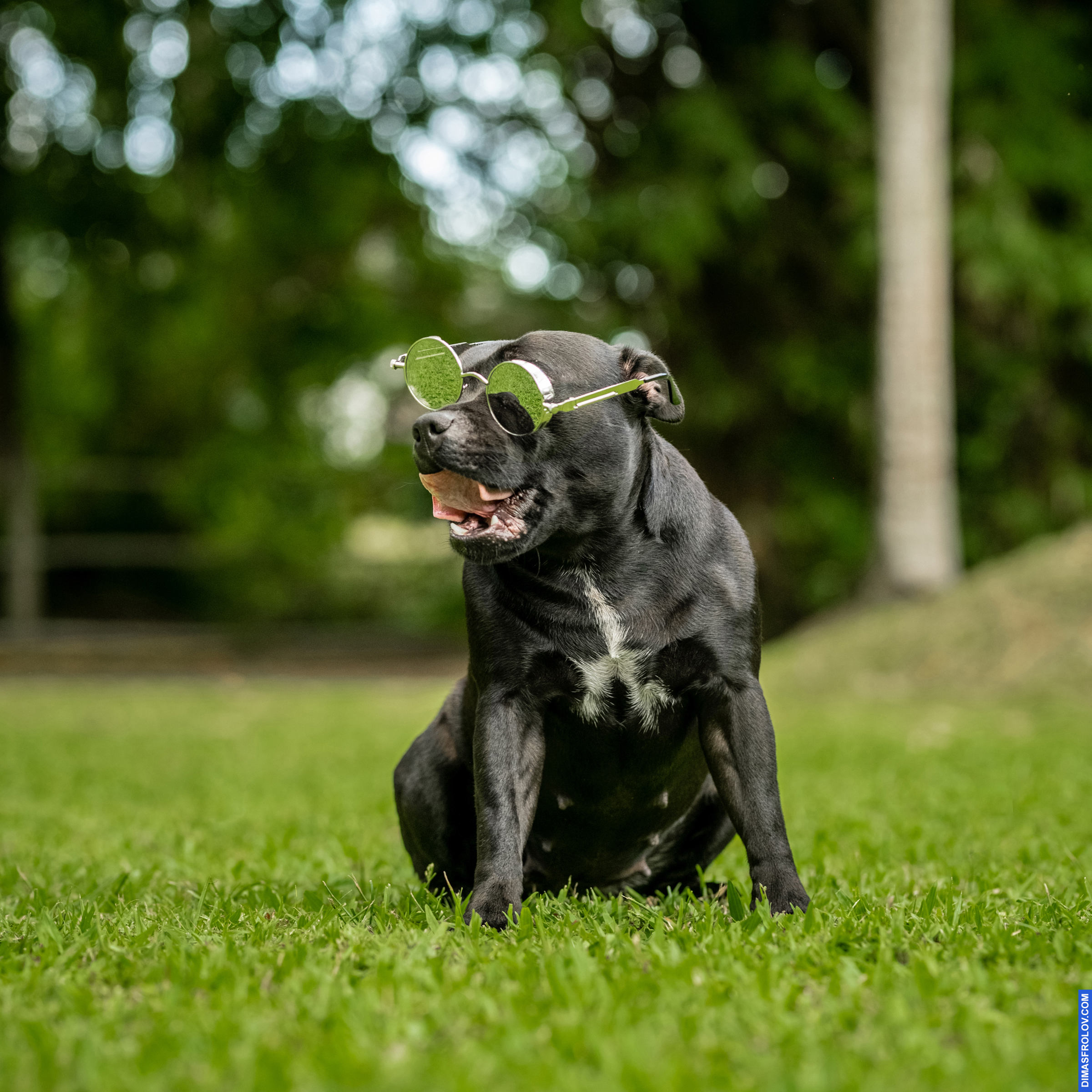 dogs Valeriia @EasyDogMe with Stuffy & Kerry Blue terrier. photo 117814 (2023-05-03 22:16:29)