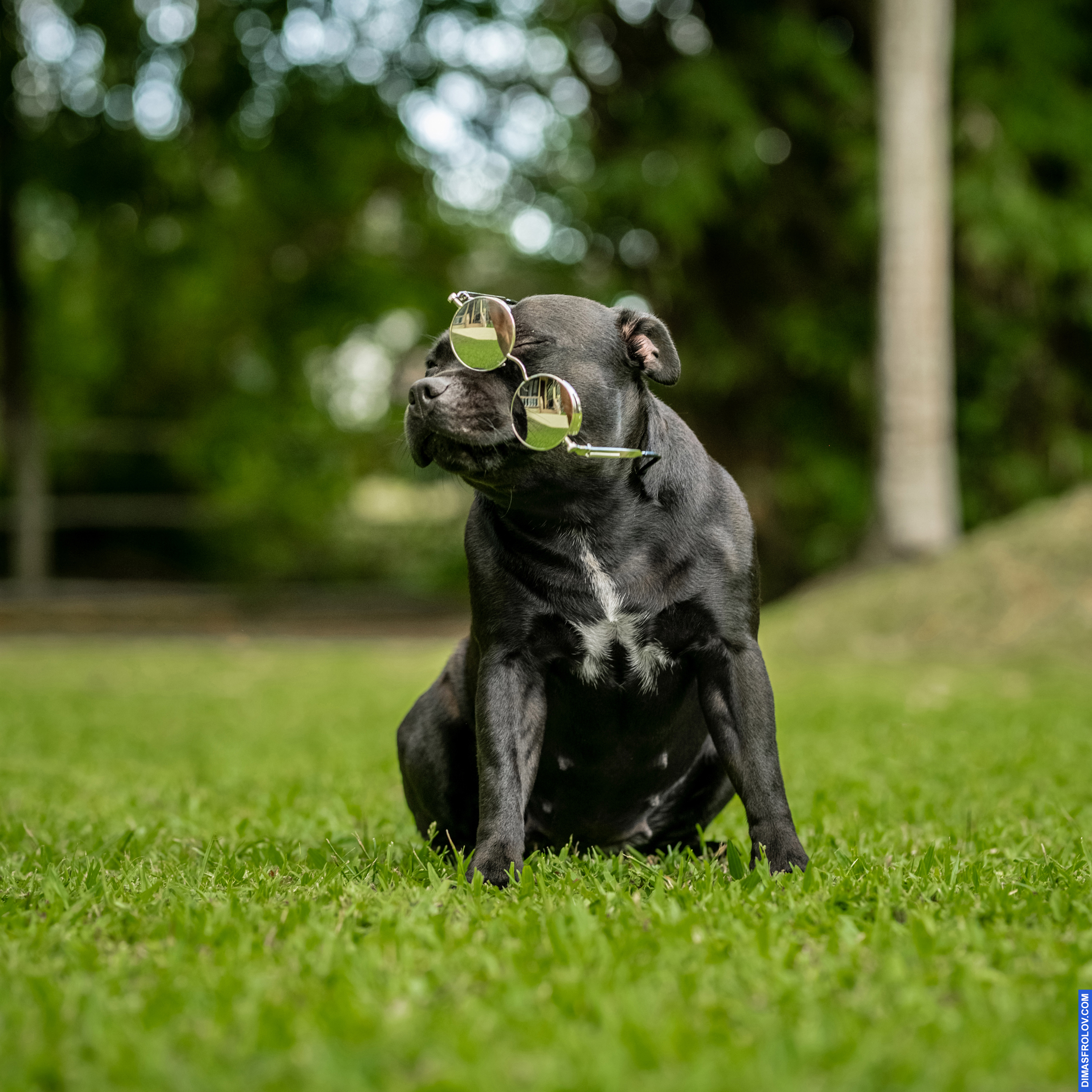 dogs Valeriia @EasyDogMe with Stuffy & Kerry Blue terrier. photo 117816 (2023-05-03 22:16:29)