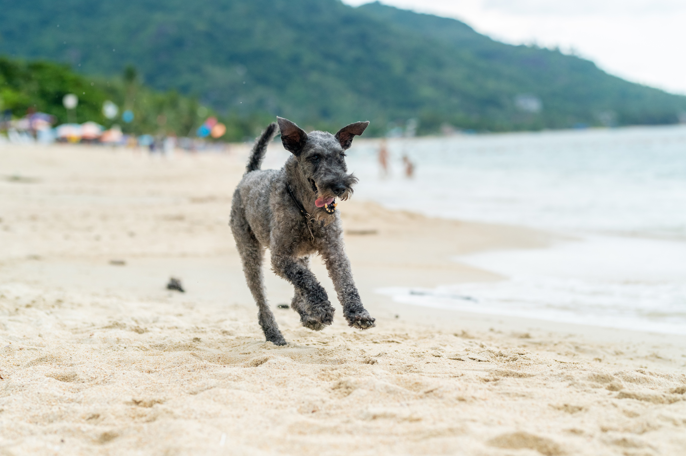 dogs Valeriia @EasyDogMe with Stuffy & Kerry Blue terrier. photo 117860 (2023-05-03 22:16:30)