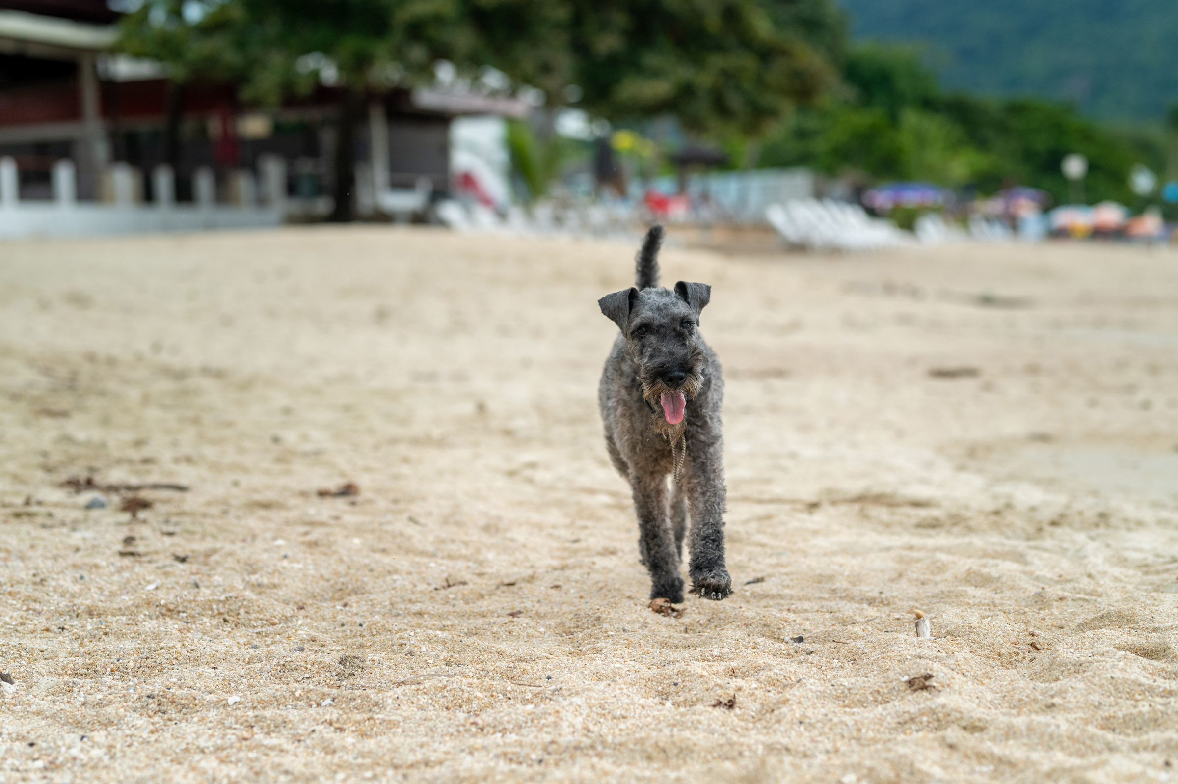 dogs Valeriia @EasyDogMe with Stuffy & Kerry Blue terrier. photo 117864 (2023-05-03 22:16:30)