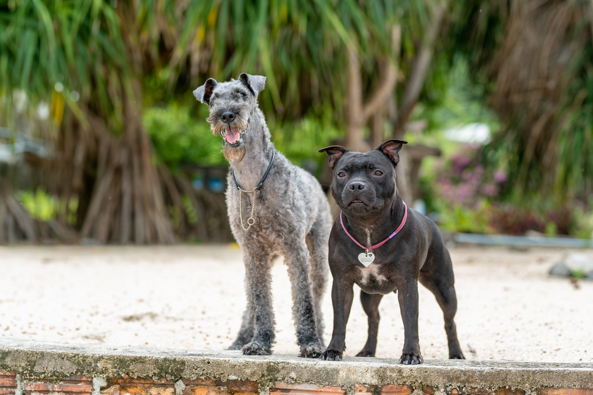 dogs Valeriia @EasyDogMe with Stuffy & Kerry Blue terrier. photo 117866 (2023-05-03 22:16:30)