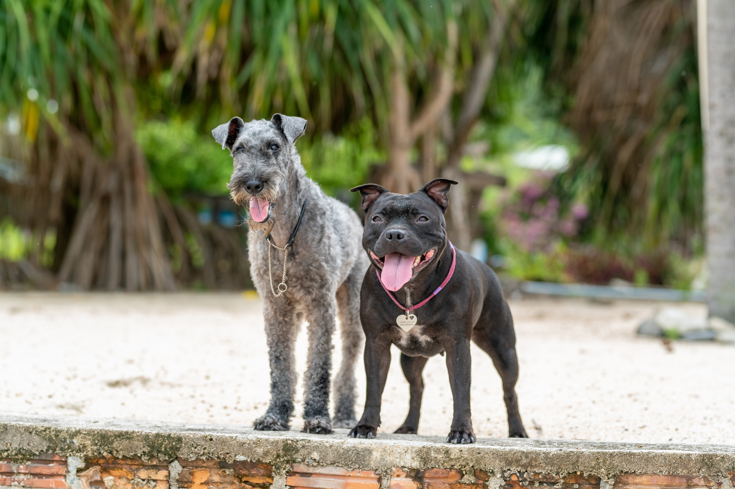 dogs Valeriia @EasyDogMe with Stuffy & Kerry Blue terrier. photo 117865 (2023-05-03 22:16:30)