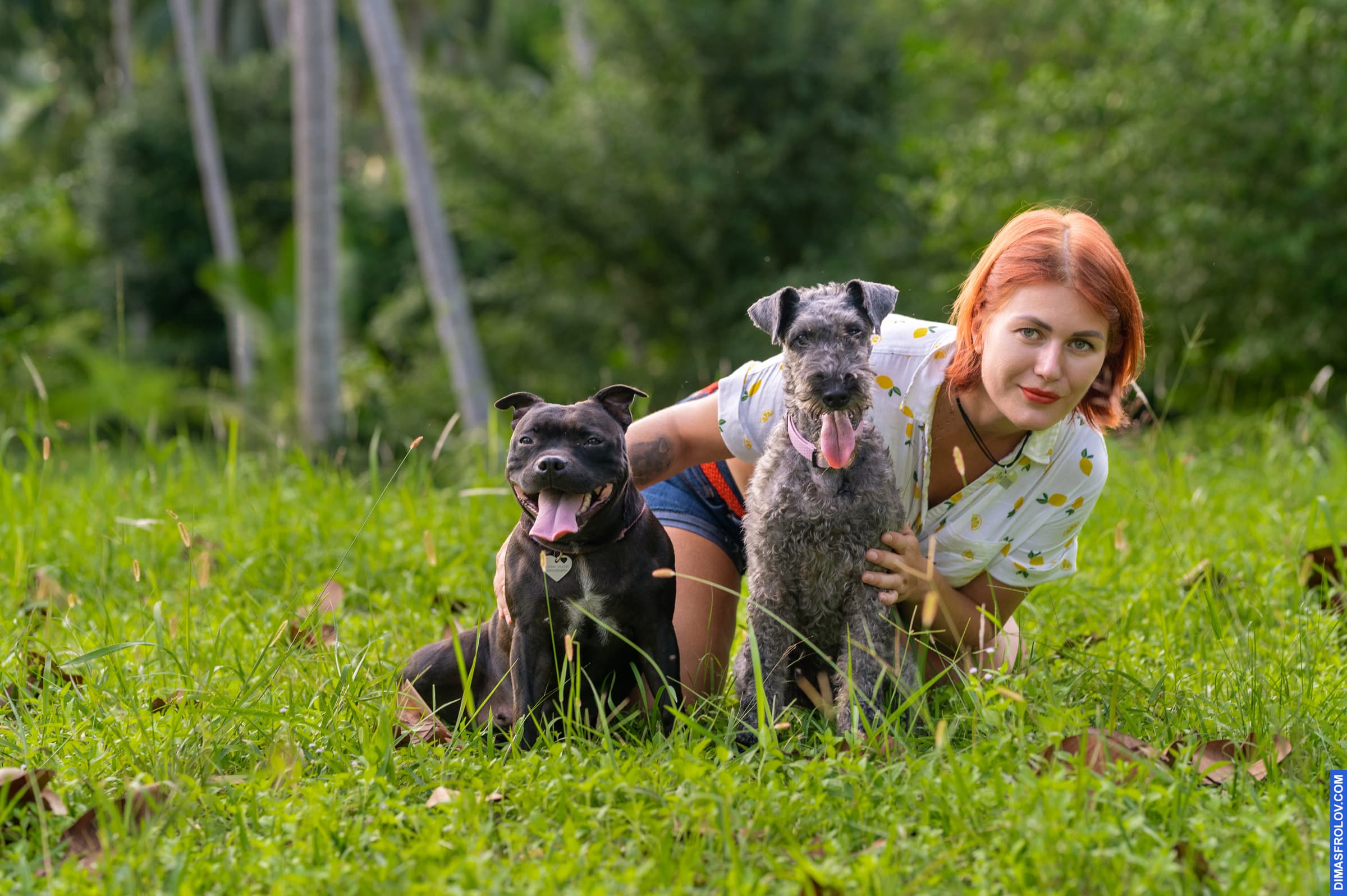 dogs Valeriia @EasyDogMe with Stuffy & Kerry Blue terrier. photo 117884 (2023-05-03 22:16:31)