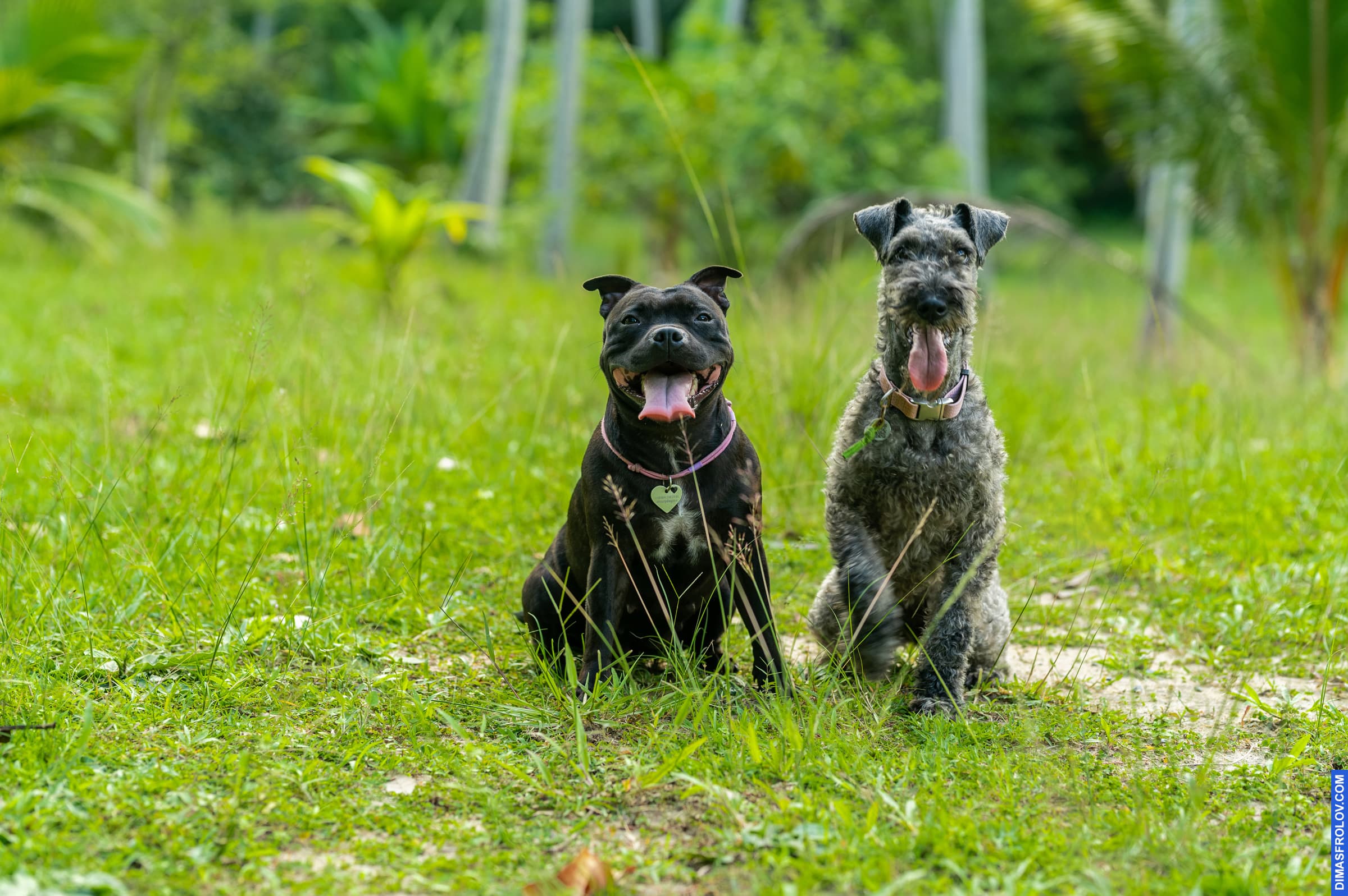 dogs Valeriia @EasyDogMe with Stuffy & Kerry Blue terrier. photo 117903 (2023-05-03 22:16:31)