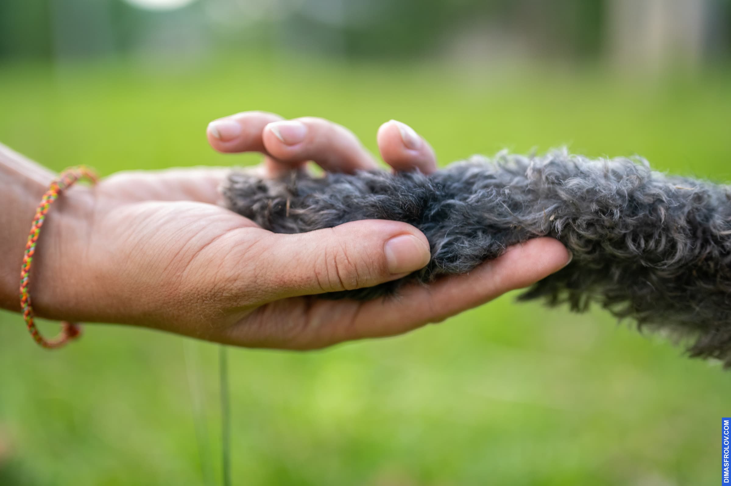 dogs Valeriia @EasyDogMe with Stuffy & Kerry Blue terrier. photo 117924 (2023-05-03 22:16:32)