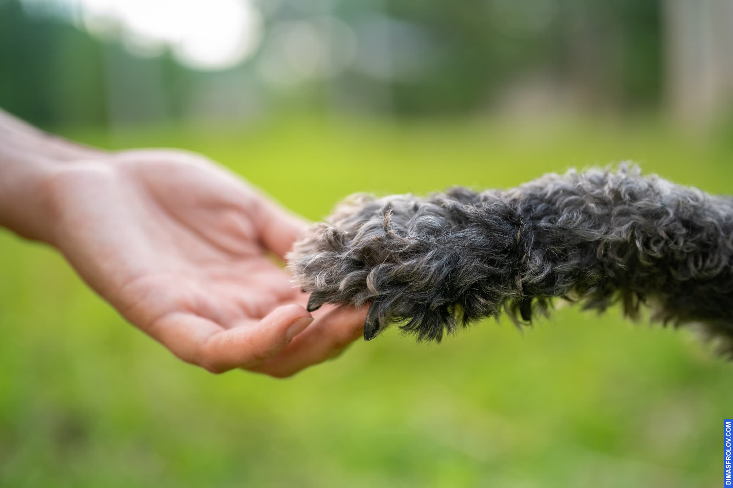 dogs Valeriia @EasyDogMe with Stuffy & Kerry Blue terrier. photo 117917 (2023-05-03 22:16:32)