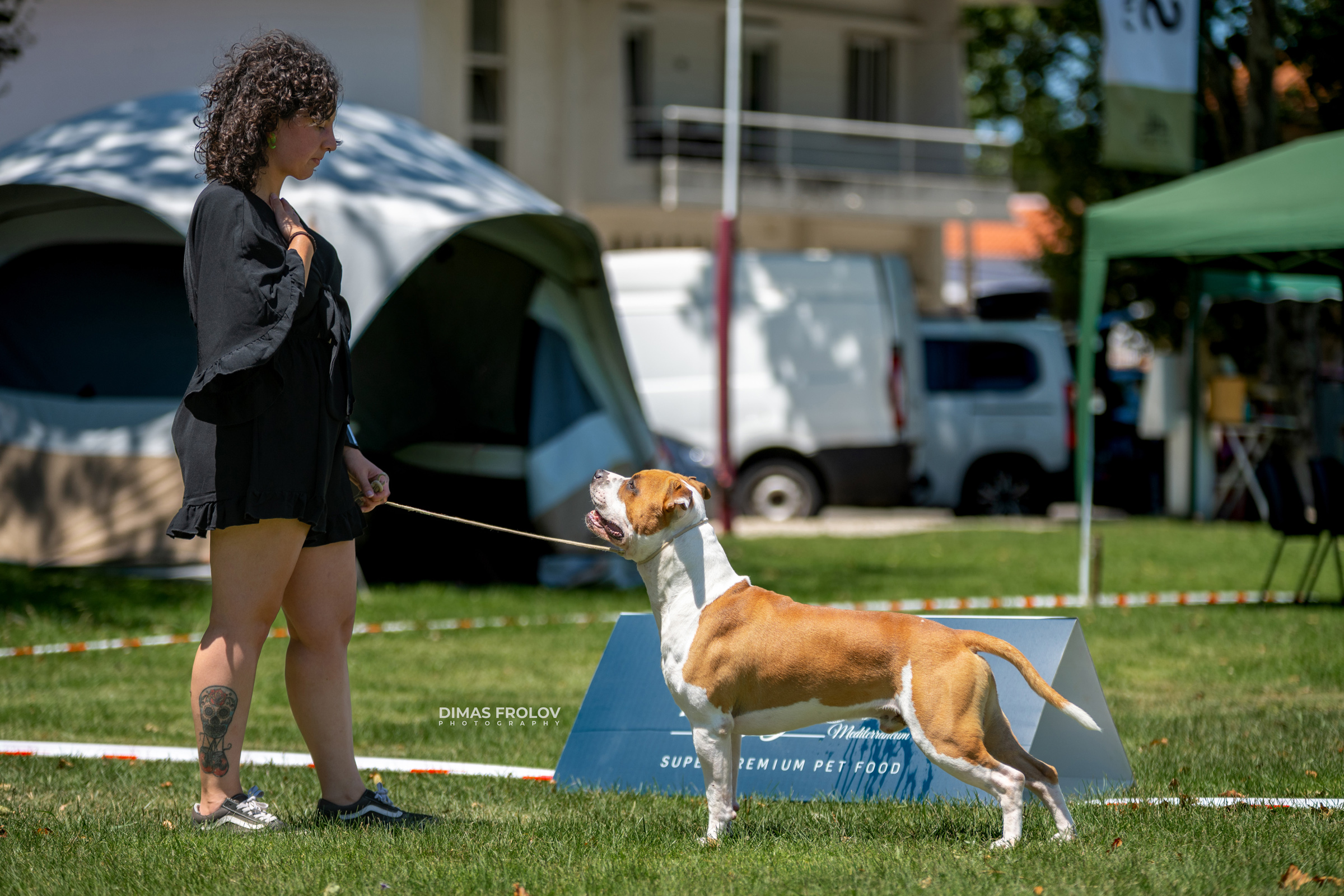 Dog Photographer in Lisbon – 2025 Sintra Dog Shows. Photo 130142 (2025-08-08 21:38:46)