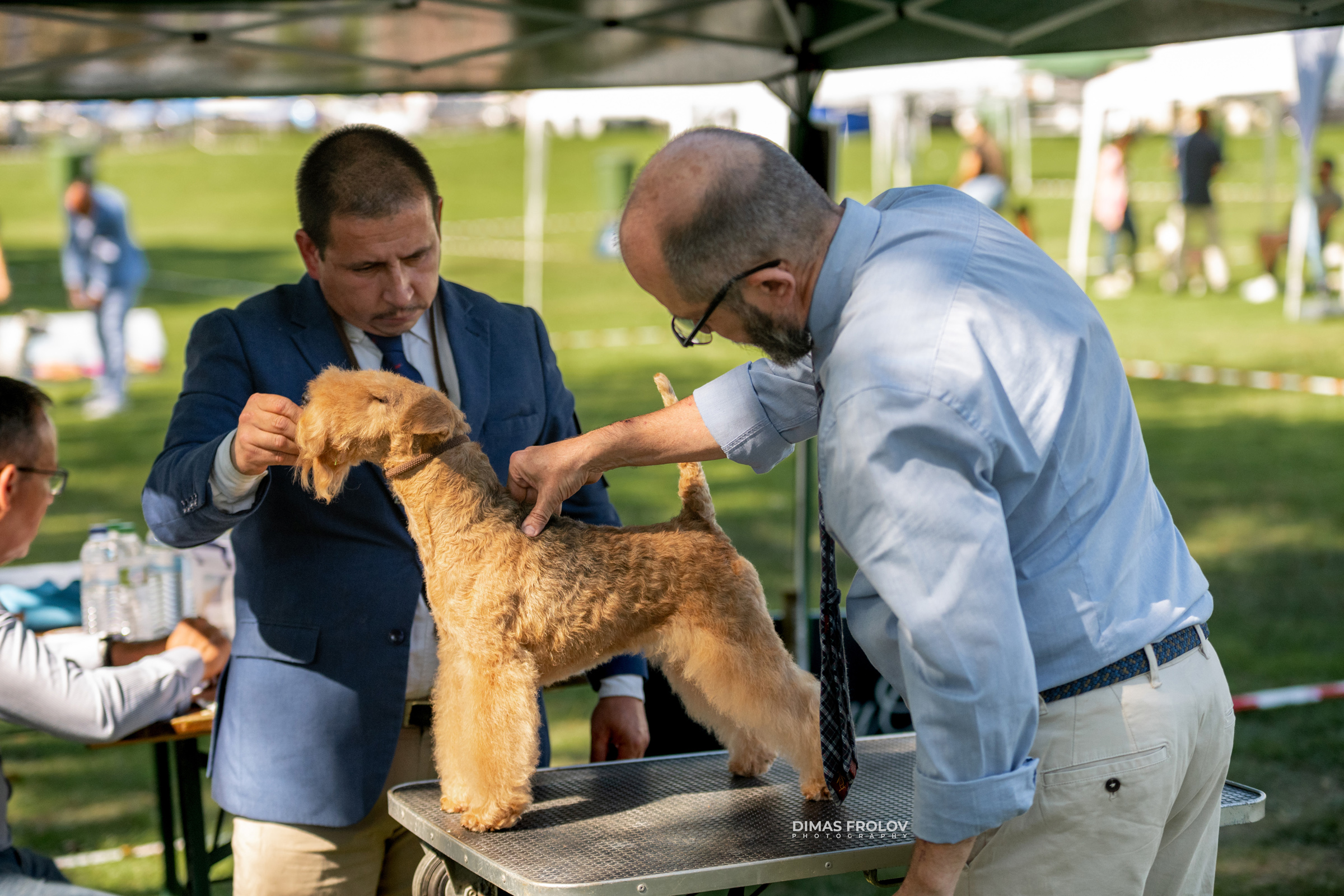 Dog Photographer in Lisbon – 2025 Sintra Dog Shows. Photo 130141 (2025-08-08 21:38:46)