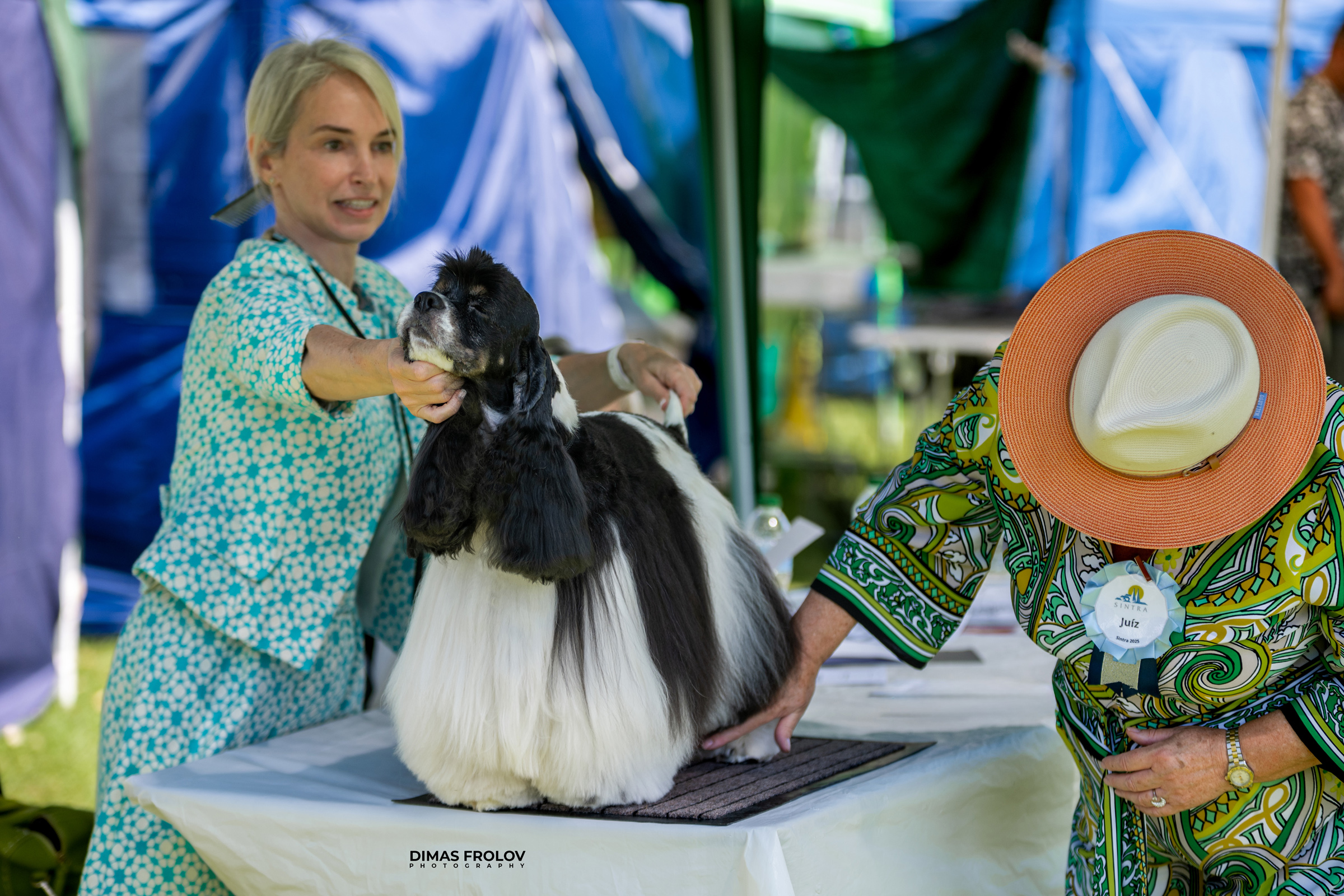 Dog Photographer in Lisbon – 2025 Sintra Dog Shows. Photo 130158 (2025-08-08 21:38:54)