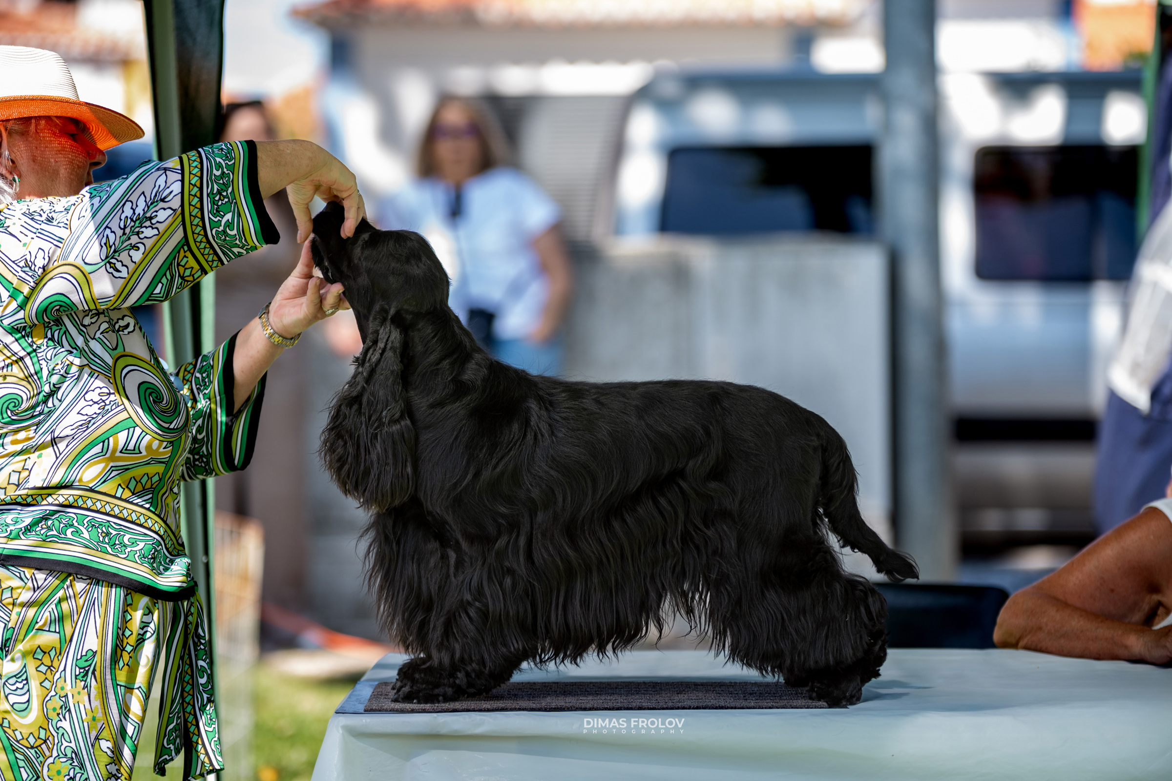 Dog Photographer in Lisbon – 2025 Sintra Dog Shows. Photo 130157 (2025-08-08 21:38:54)