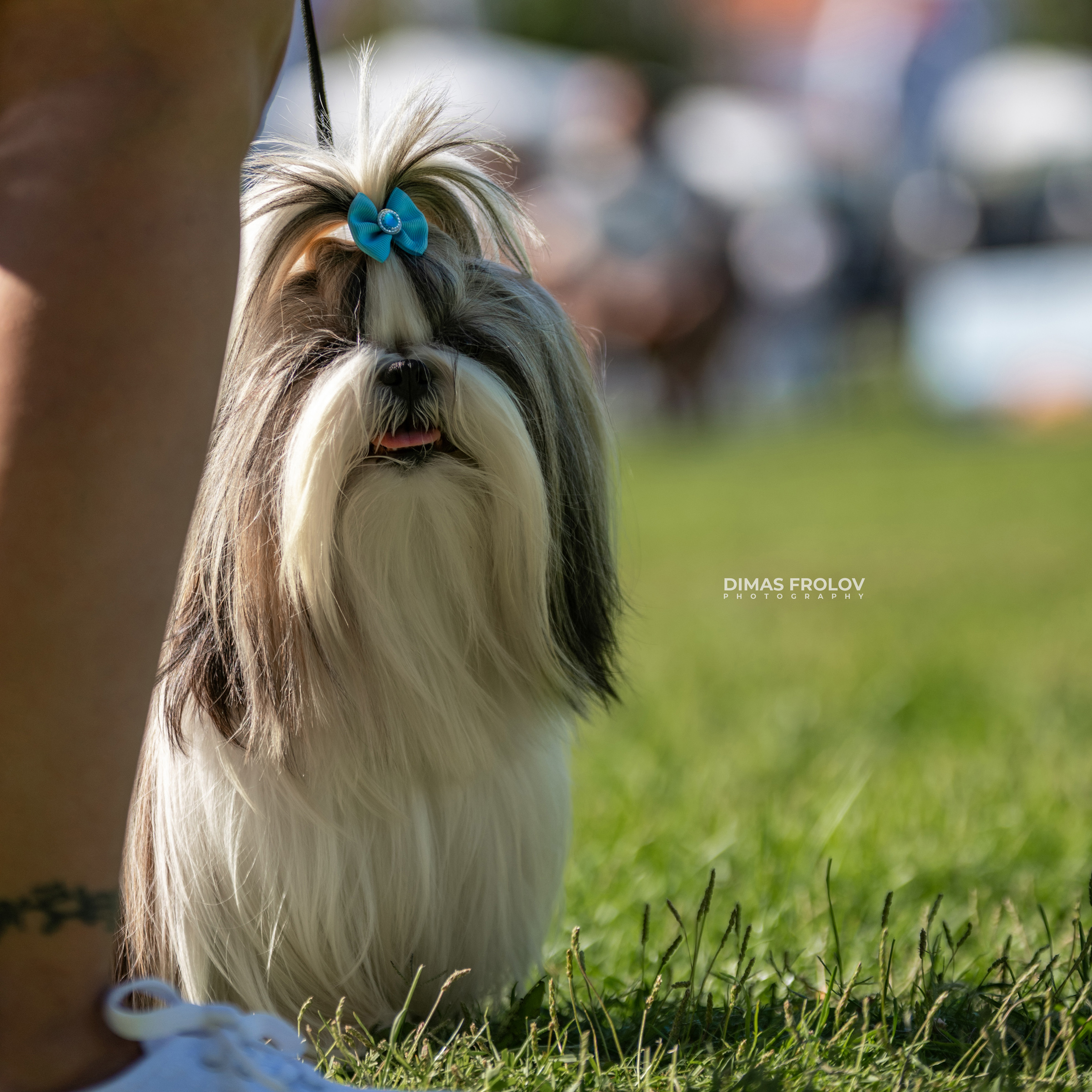 Dog Photographer in Lisbon – 2025 Sintra Dog Shows. Photo 130178 (2025-08-08 21:39:00)