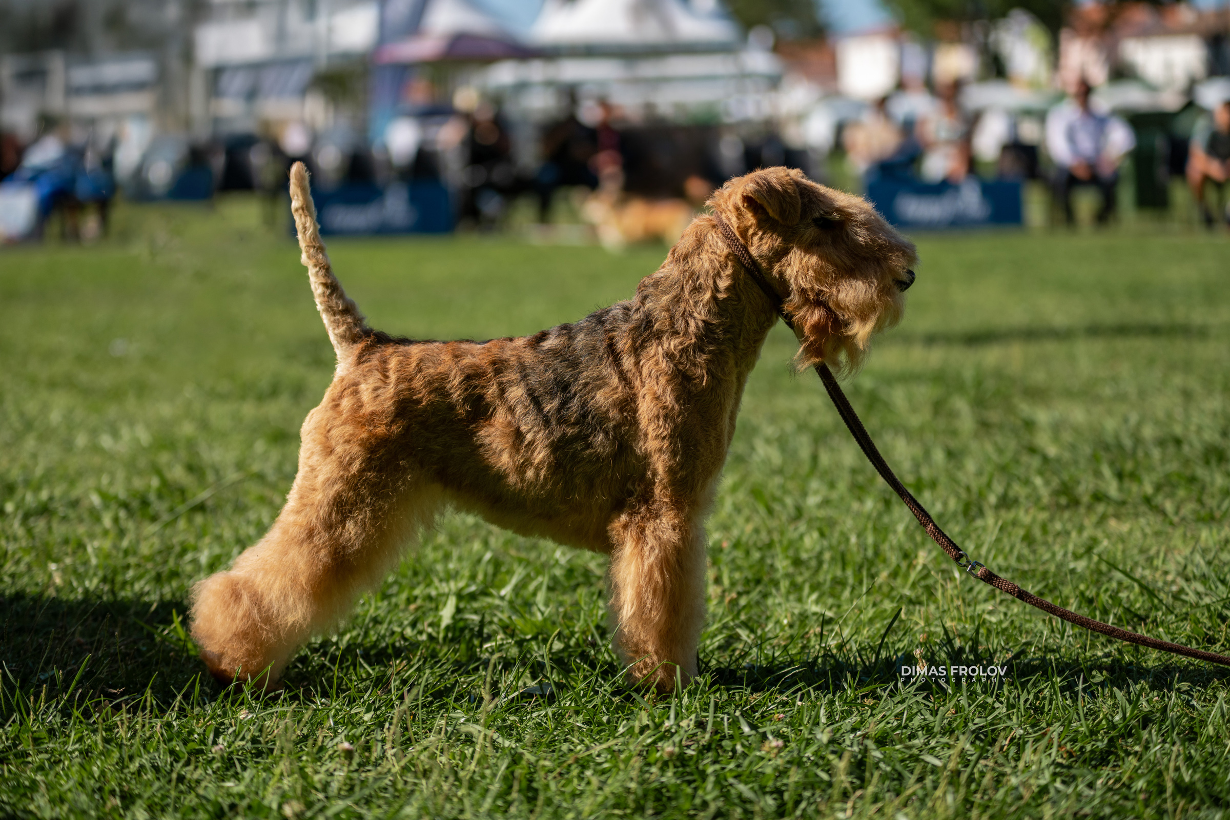 Dog Photographer in Lisbon – 2025 Sintra Dog Shows. Photo 130176 (2025-08-08 21:38:59)