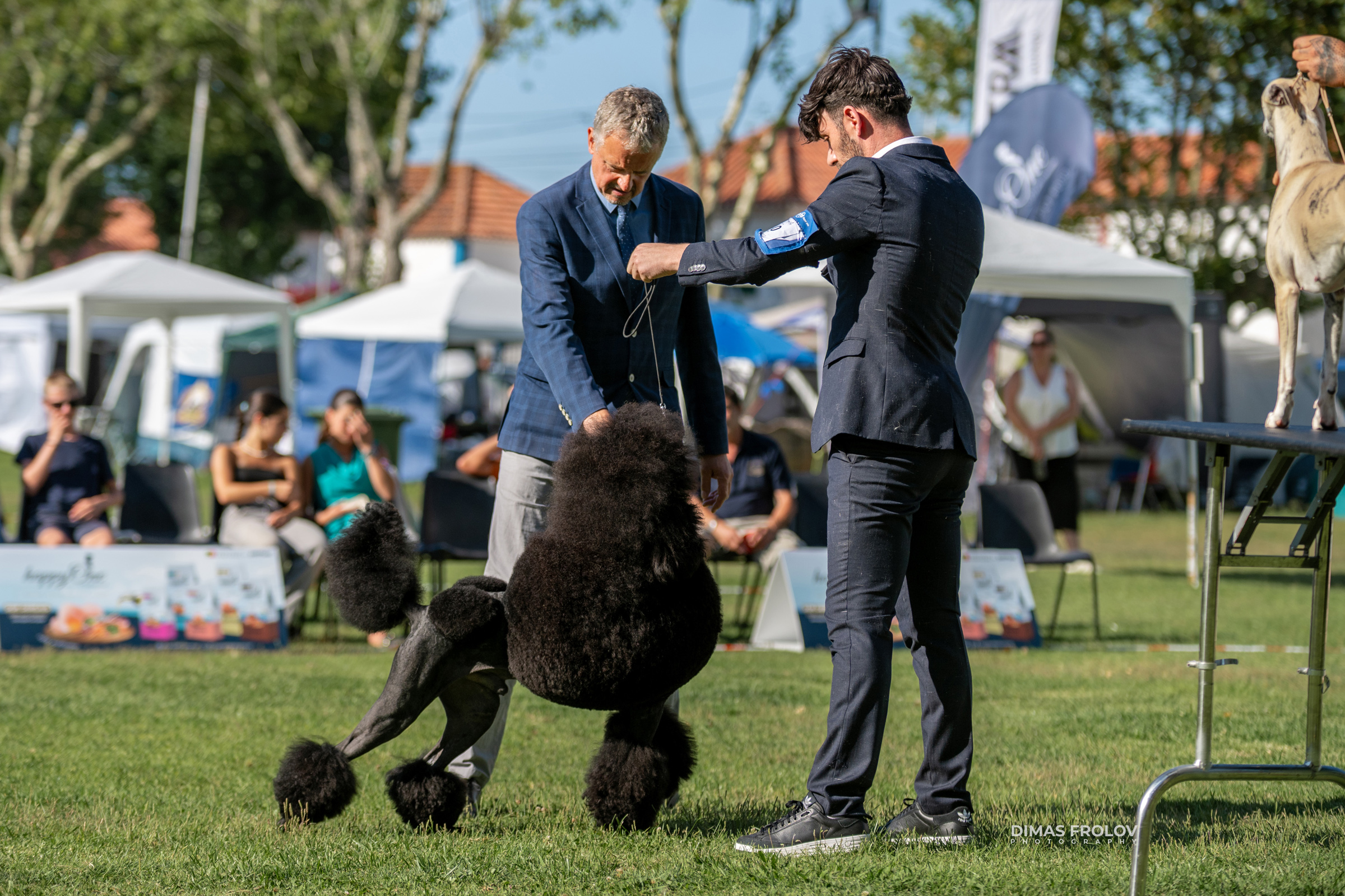 Dog Photographer in Lisbon – 2025 Sintra Dog Shows. Photo 130167 (2025-08-08 21:38:57)