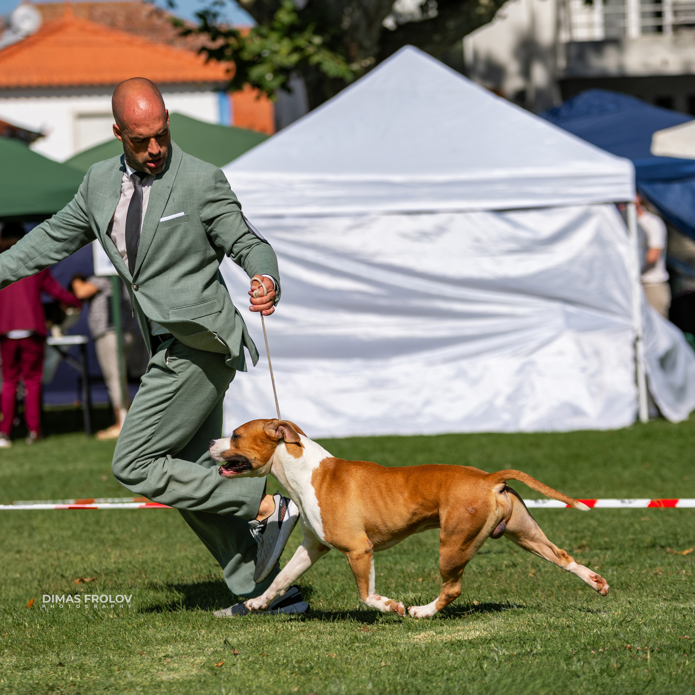 Dog Photographer in Lisbon – 2025 Sintra Dog Shows. Photo 130187 (2025-08-08 21:39:04)