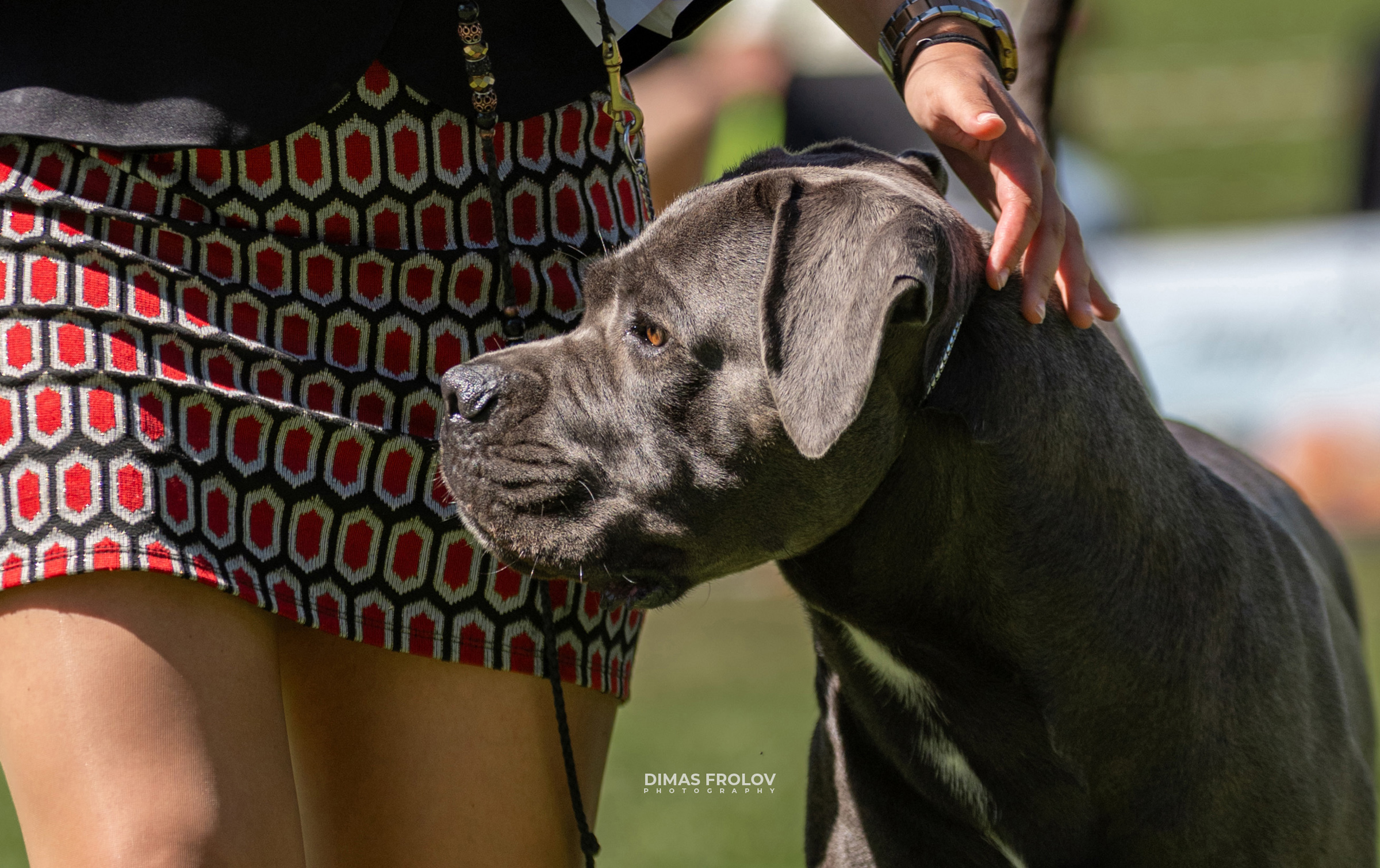 Dog Photographer in Lisbon – 2025 Sintra Dog Shows. Photo 130145 (2025-08-08 21:38:48)