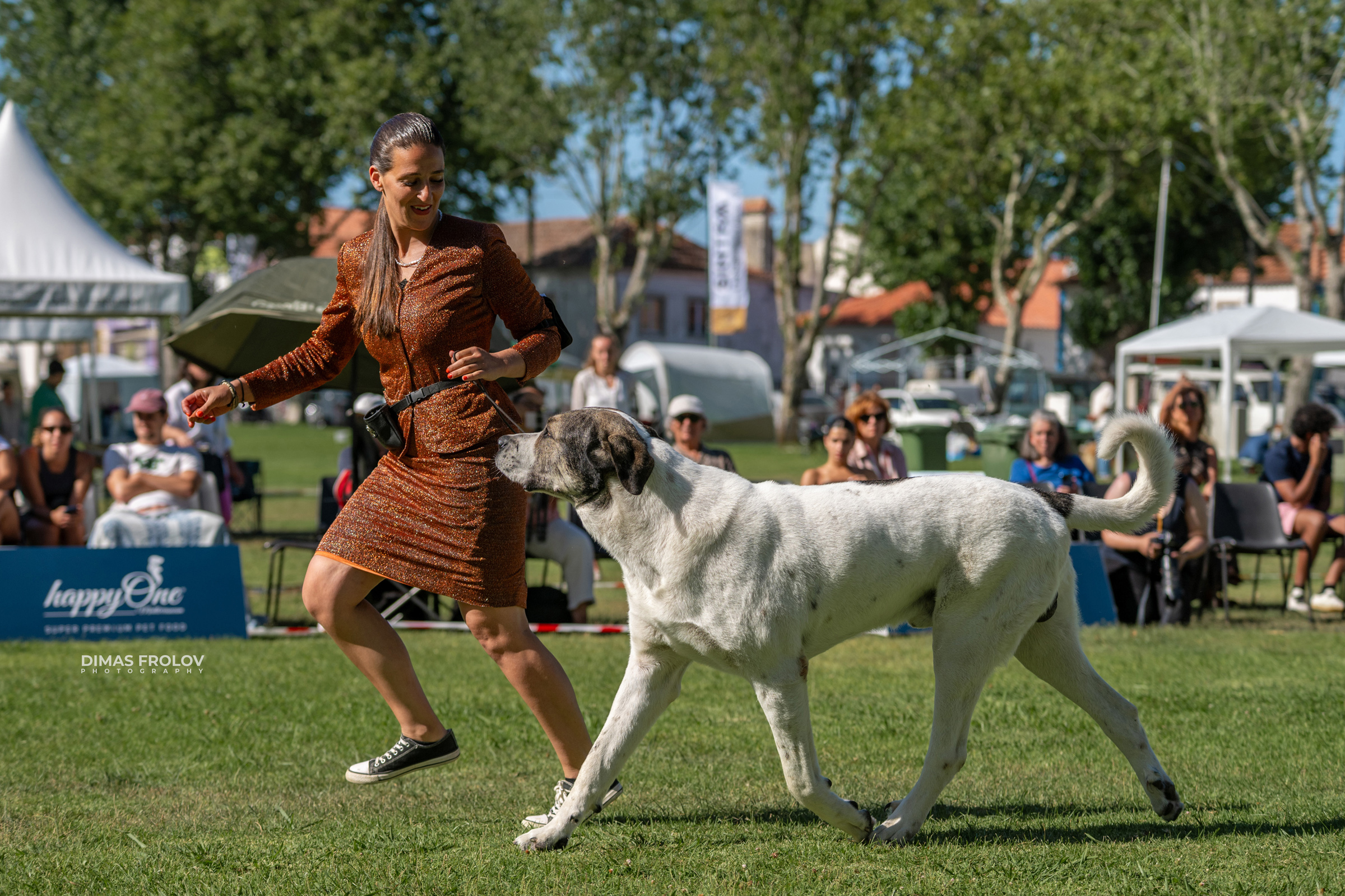 Dog Photographer in Lisbon – 2025 Sintra Dog Shows. Photo 130174 (2025-08-08 21:38:59)