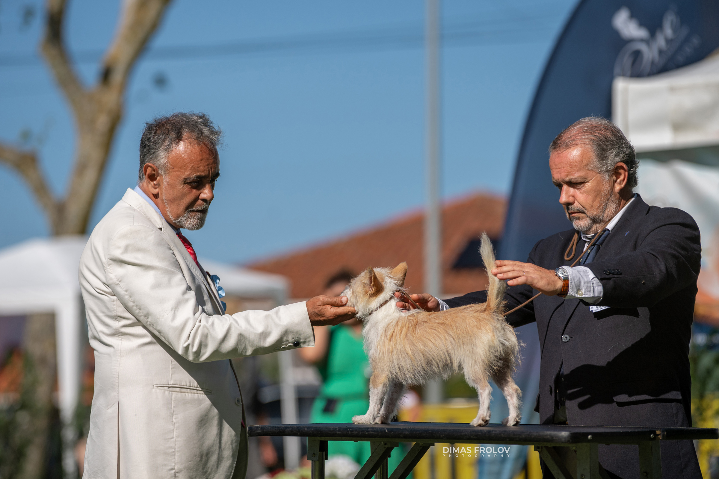 Dog Photographer in Lisbon – 2025 Sintra Dog Shows. Photo 130103 (2025-08-08 21:38:33)