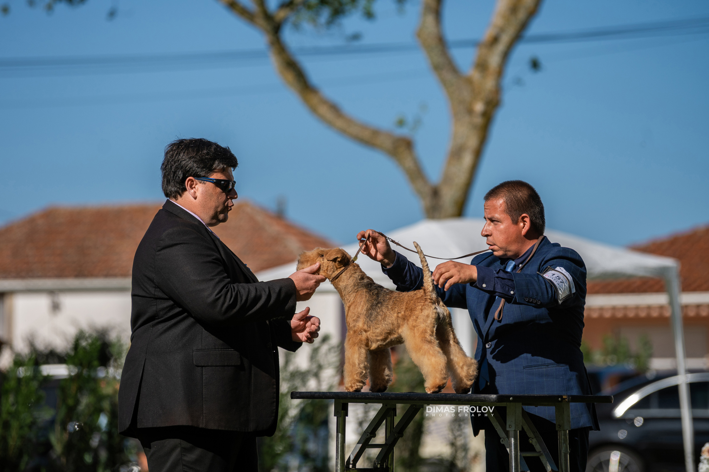 Dog Photographer in Lisbon – 2025 Sintra Dog Shows. Photo 130108 (2025-08-08 21:38:35)