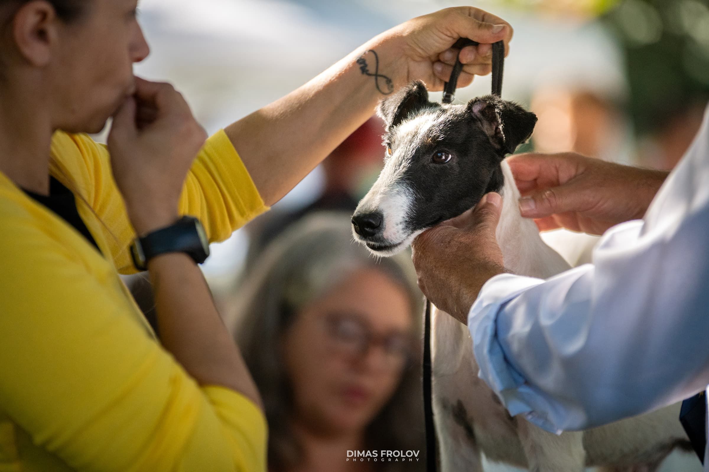 dogs Alentejo Dog Show. photo 130308 (2025-09-12 11:39:26)