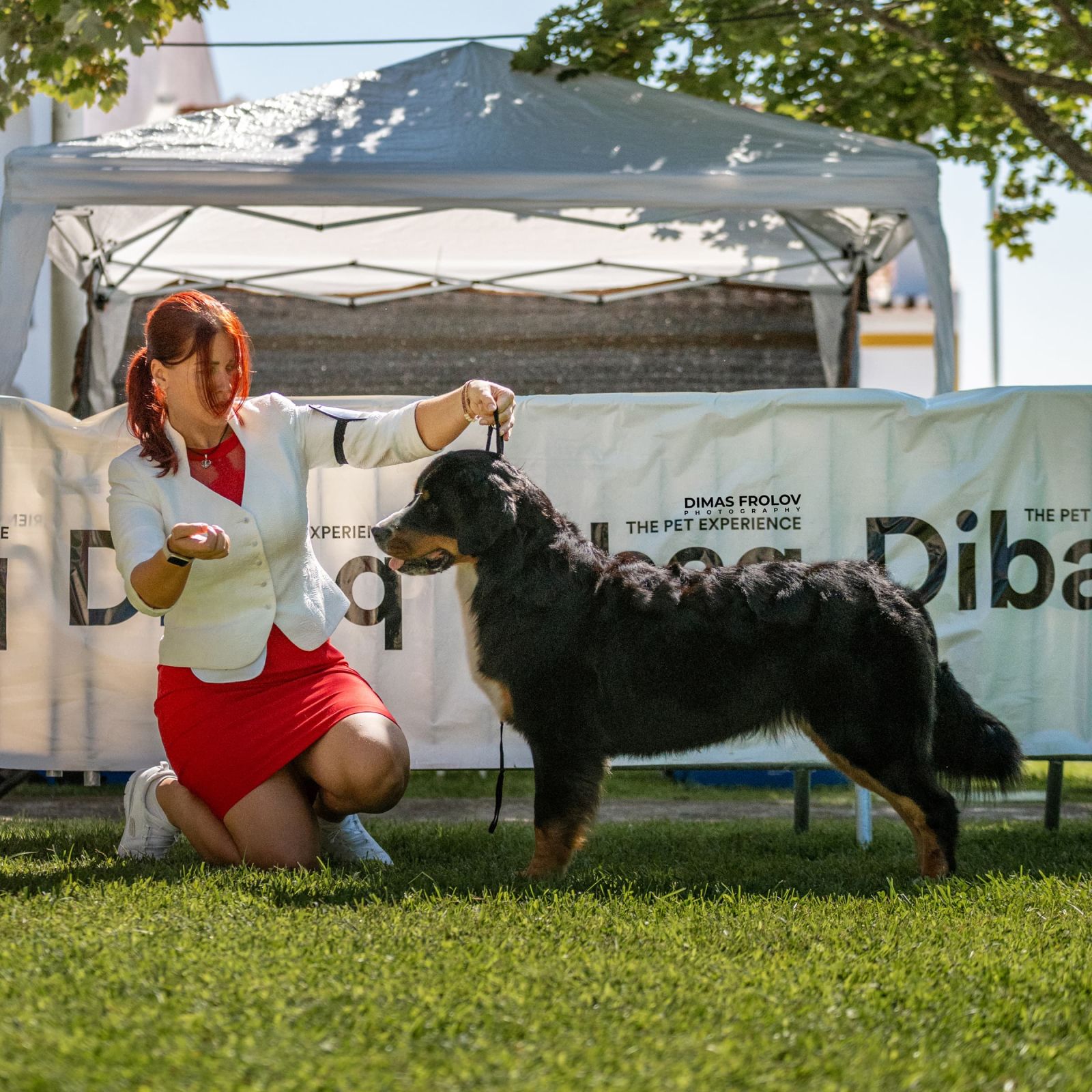 dogs Alentejo Dog Show. photo 130372 (2025-09-12 11:39:30)