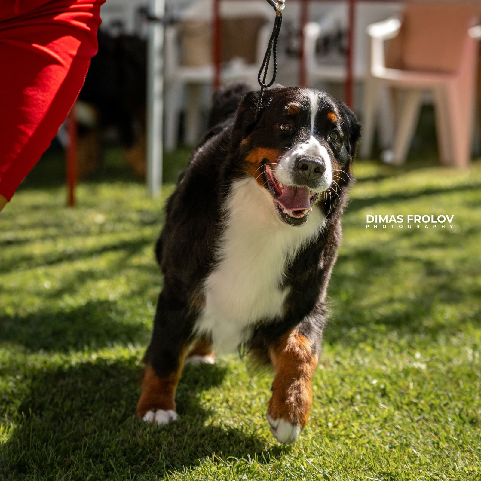 dogs Alentejo Dog Show. photo 130369 (2025-09-12 11:39:29)