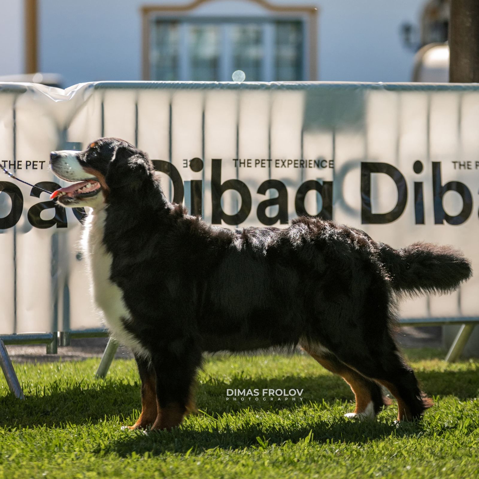 dogs Alentejo Dog Show. photo 130348 (2025-09-12 11:39:28)