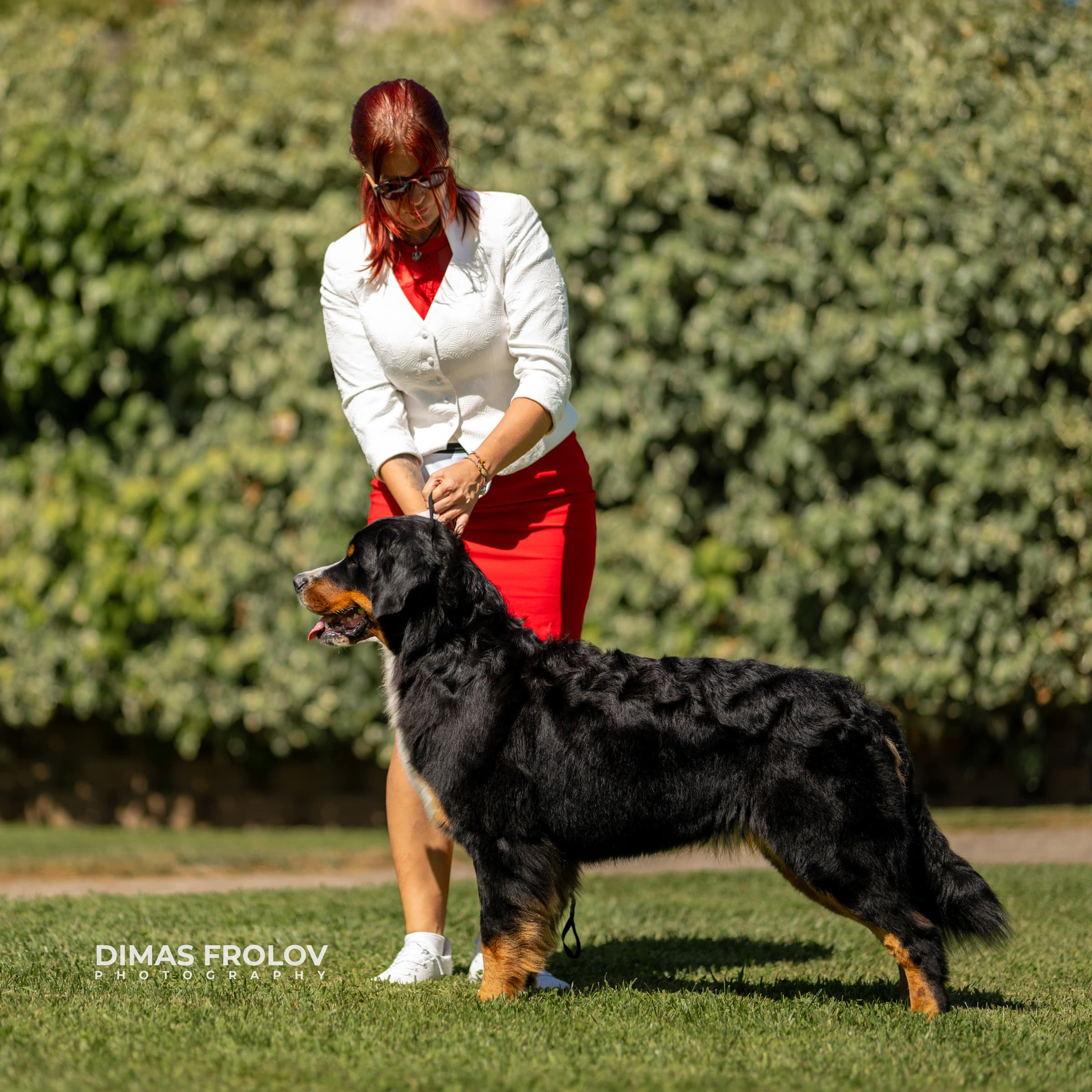 dogs Alentejo Dog Show. photo 130357 (2025-09-12 11:39:29)