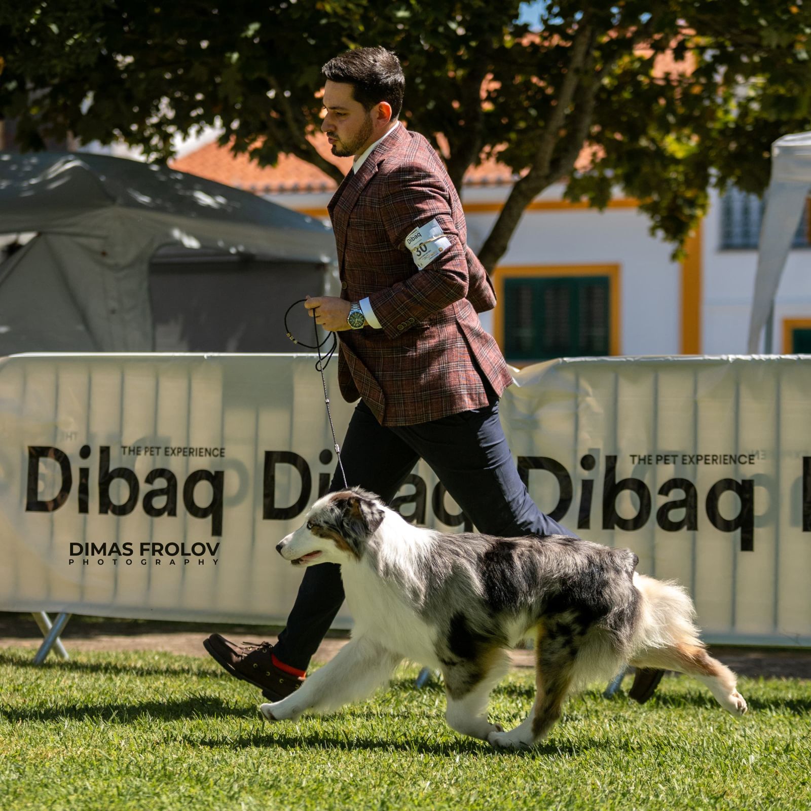 dogs Alentejo Dog Show. photo 130353 (2025-09-12 11:39:28)
