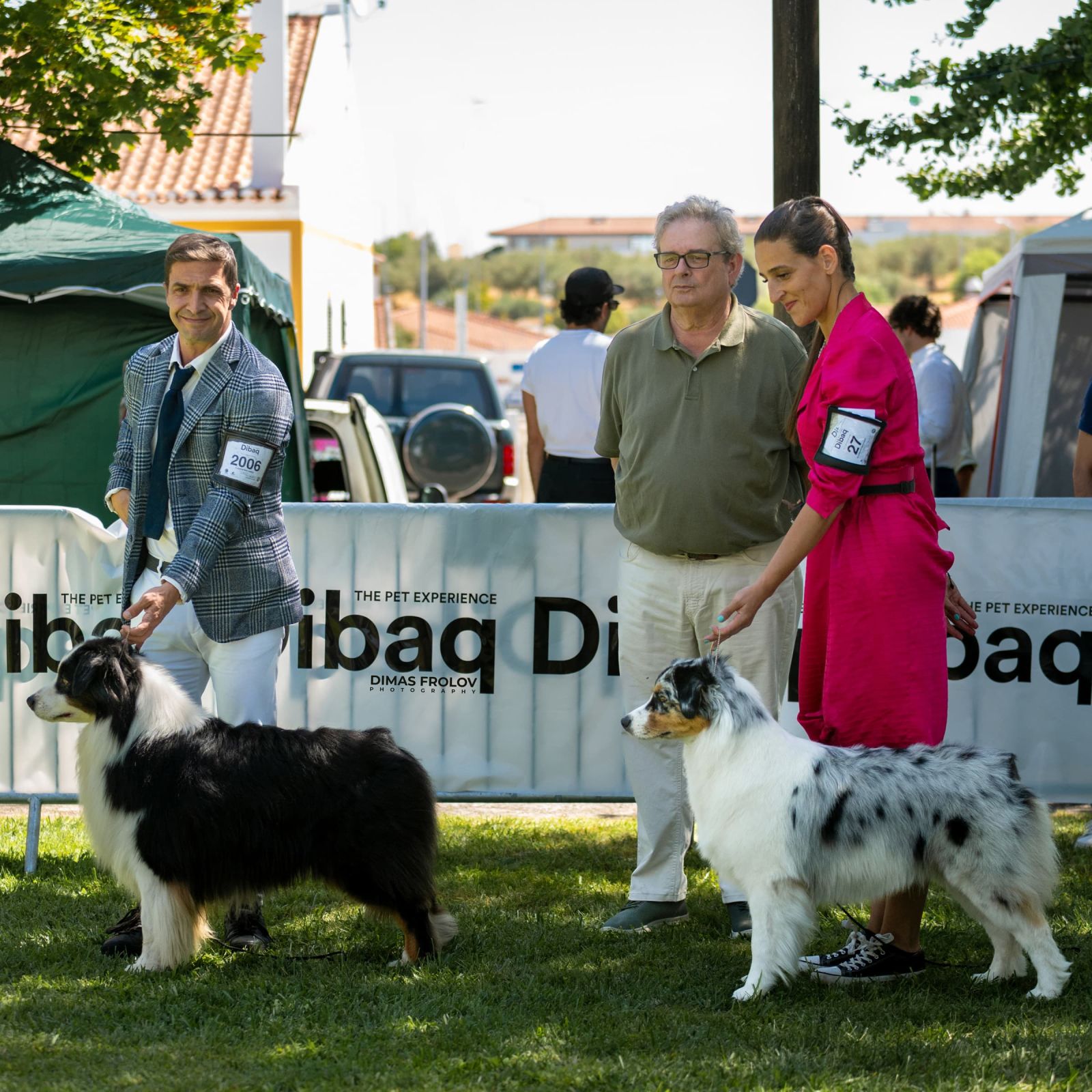 dogs Alentejo Dog Show. photo 130368 (2025-09-12 11:39:29)