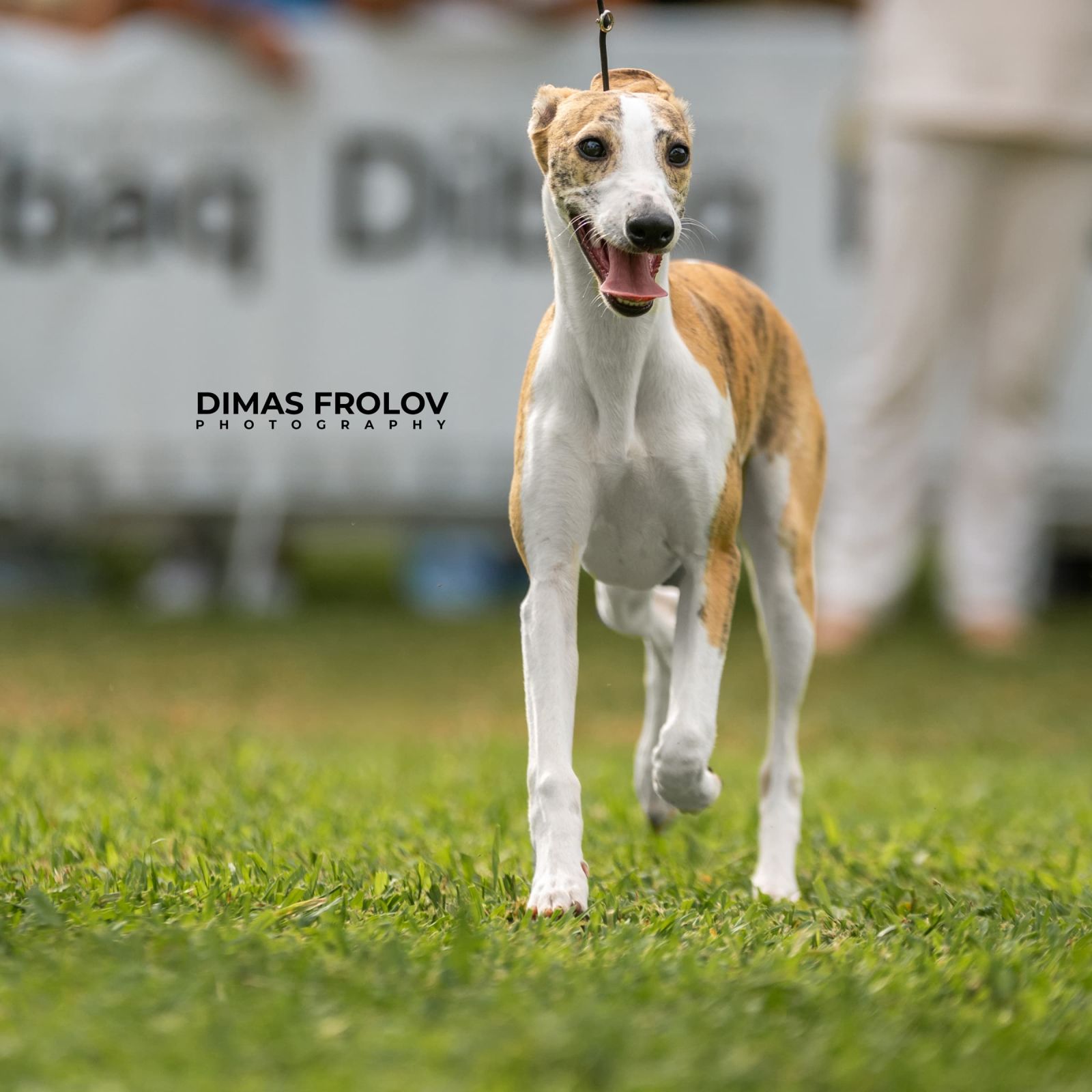 dogs Alentejo Dog Show. photo 130315 (2025-09-12 11:39:26)