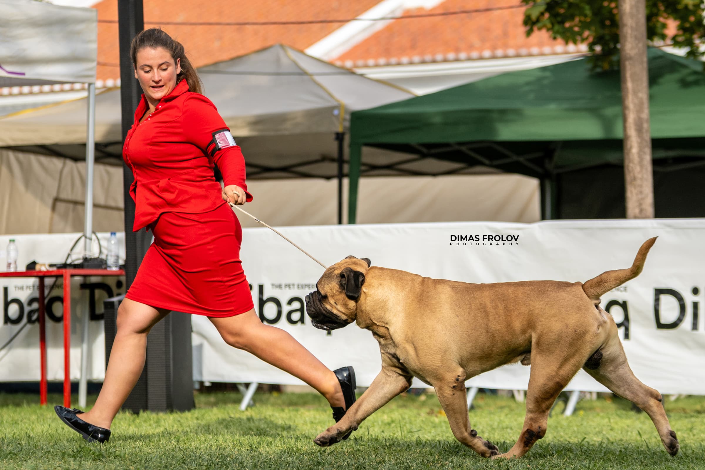 dogs Alentejo Dog Show. photo 130342 (2025-09-12 11:39:28)