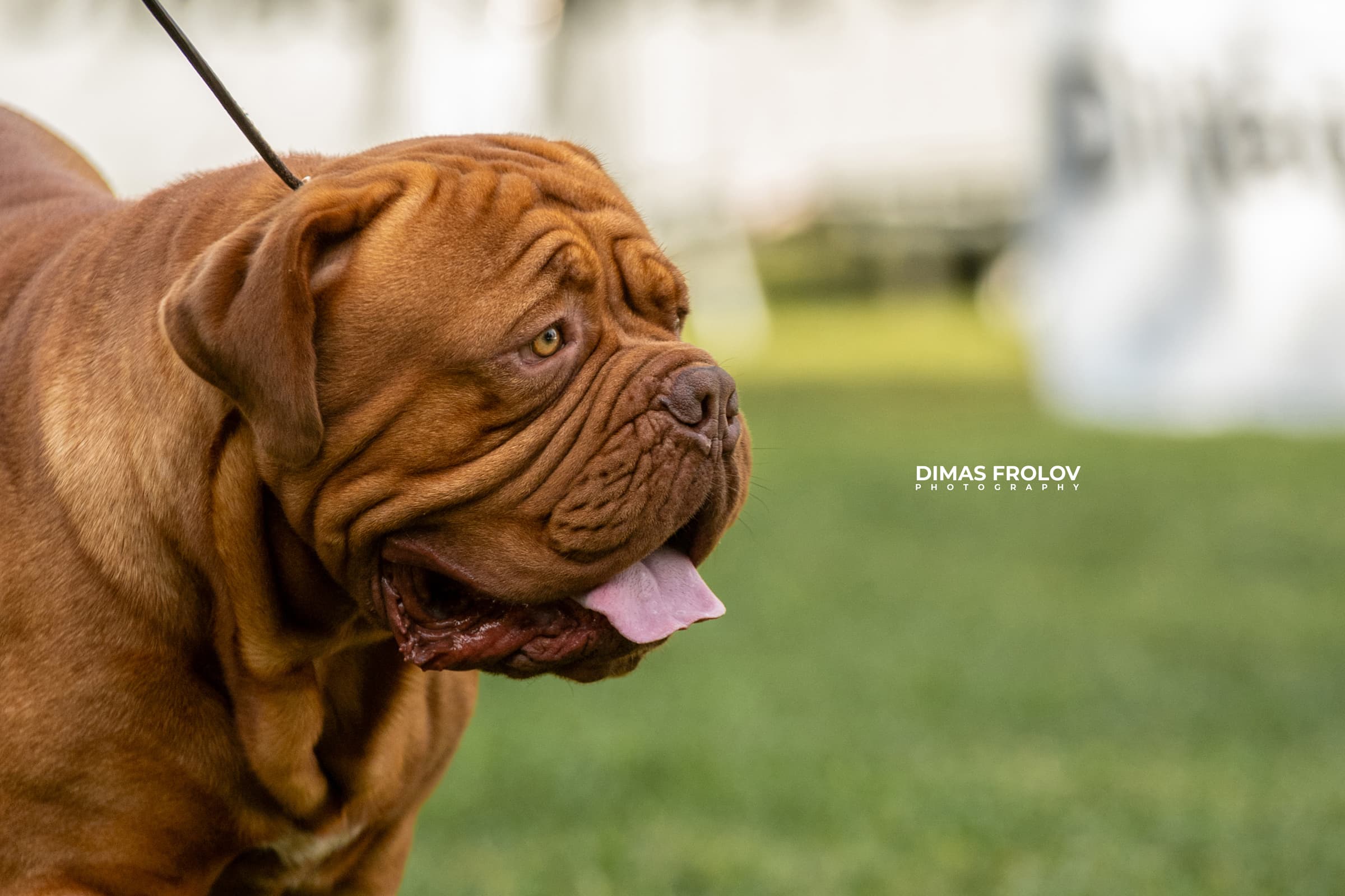 dogs Alentejo Dog Show. photo 130332 (2025-09-12 11:39:27)