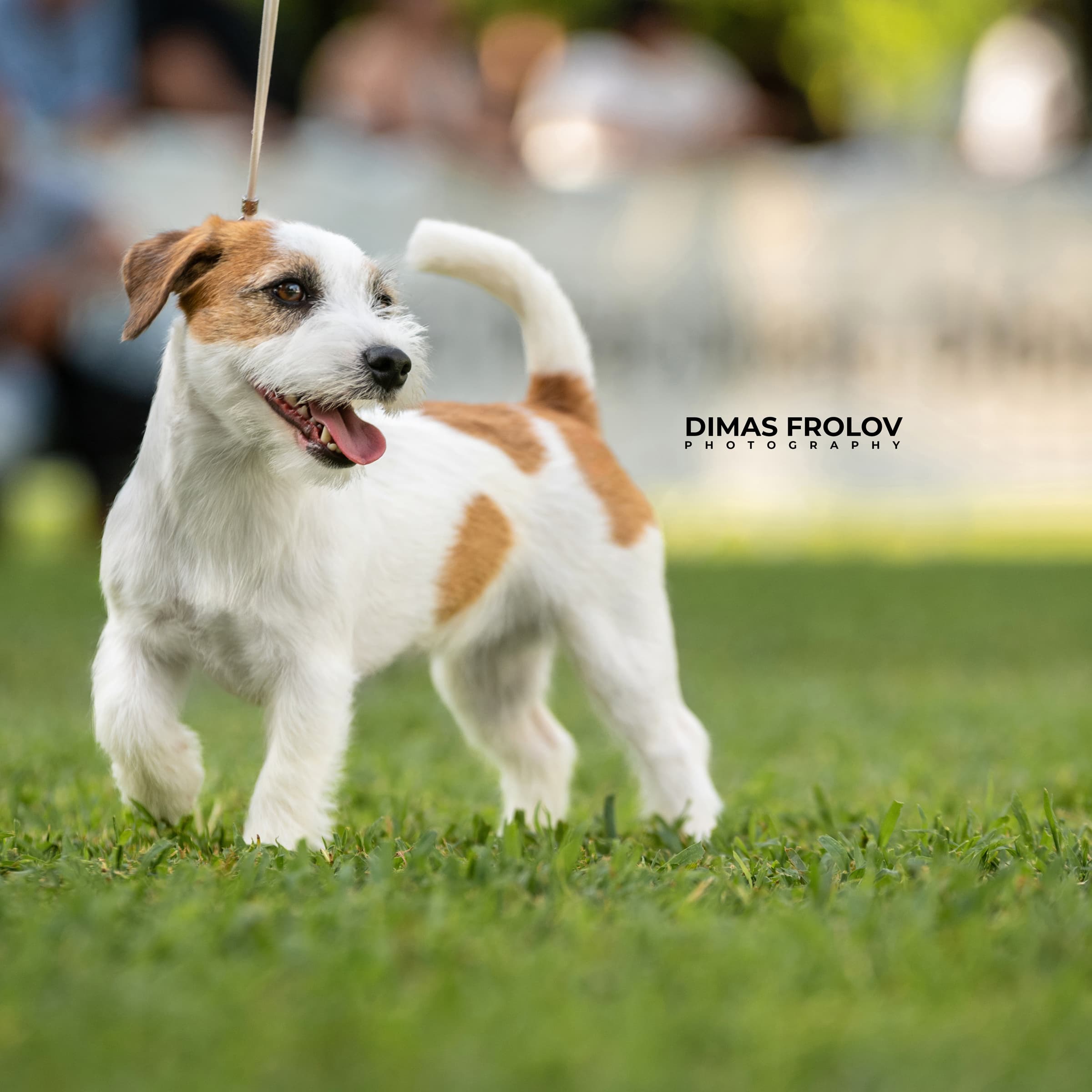 dogs Alentejo Dog Show. photo 130343 (2025-09-12 11:39:28)