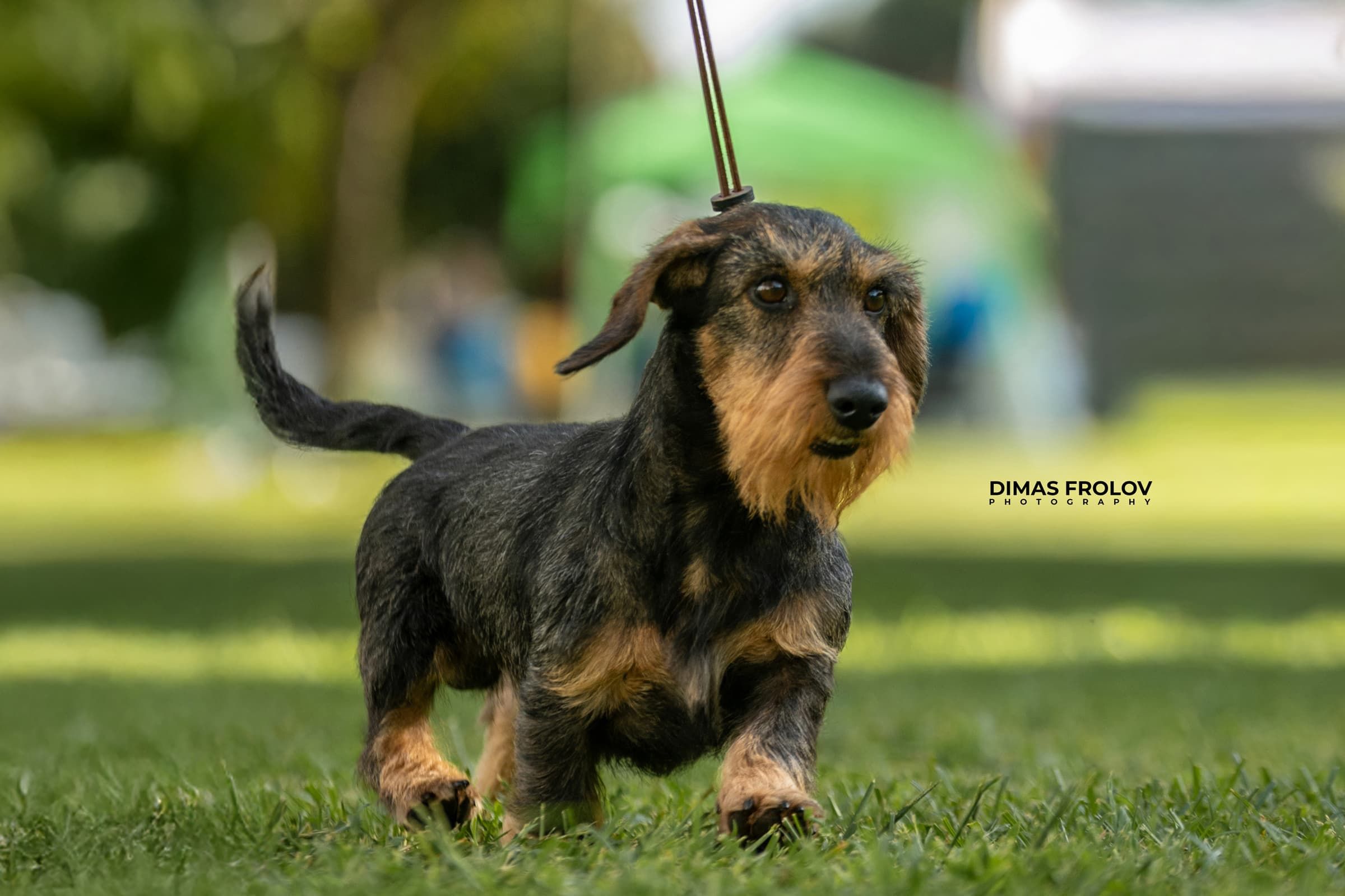 dogs Alentejo Dog Show. photo 130337 (2025-09-12 11:39:27)