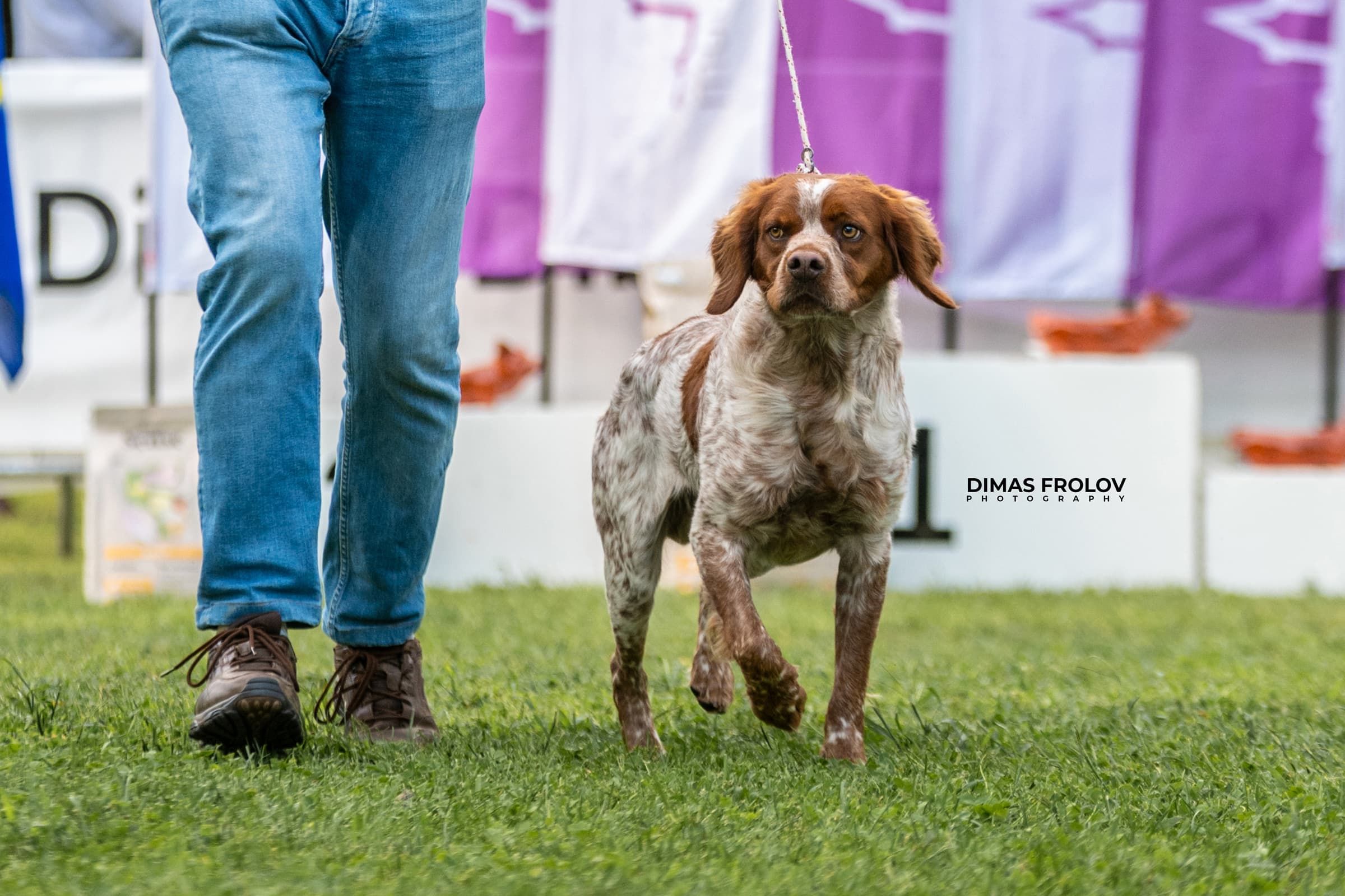 dogs Alentejo Dog Show. photo 130329 (2025-09-12 11:39:27)