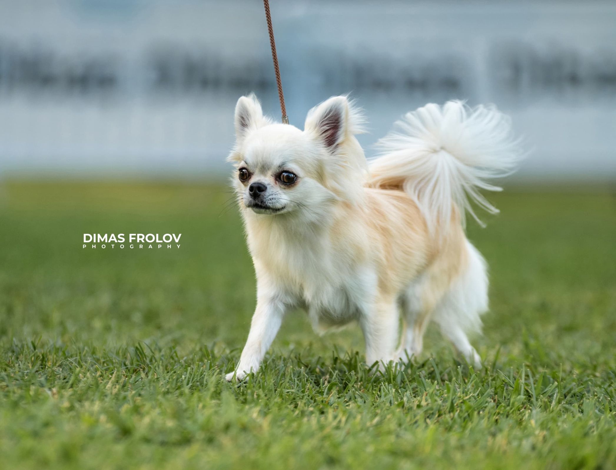 dogs Alentejo Dog Show. photo 130347 (2025-09-12 11:39:28)