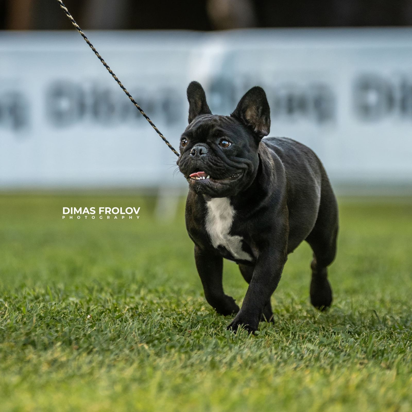dogs Alentejo Dog Show. photo 130364 (2025-09-12 11:39:29)
