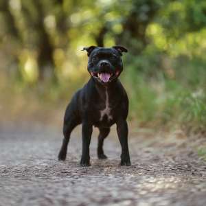 Dog Photographer in Lisbon –  Pet Portraits Services by Dimas Frolov. Dimas Frolov