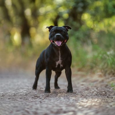 Dog Photographer in Lisbon –  Pet Portraits Services by Dimas Frolov. Dimas Frolov