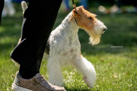 Expo Cães de Sintra. Julho de 2025