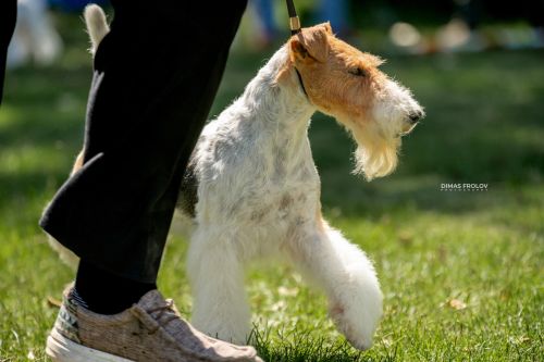 Sintra Dogs Expo. July 2025