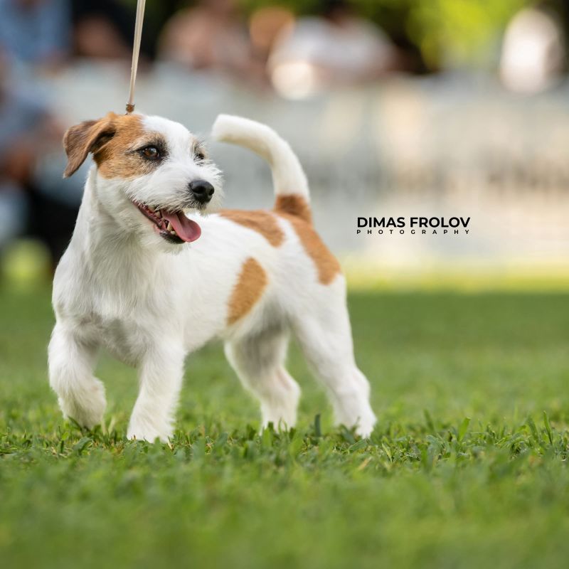 Alentejo Dog Show
