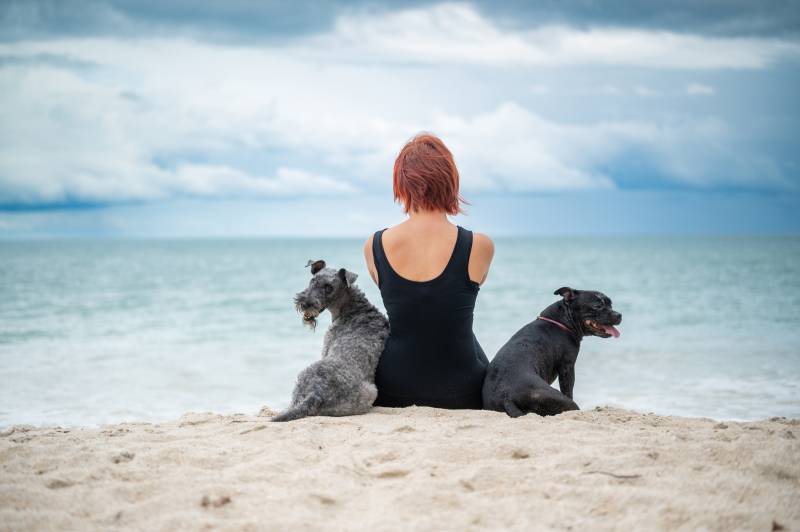 Valeriia @EasyDogMe with Stuffy & Kerry Blue terrier. Dog shows and personal photo shoots