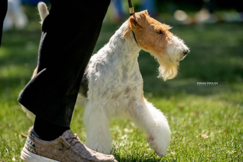 Dog Photographer in Lisbon – 2025 Sintra Dog Shows. Dog shows and personal photo shoots