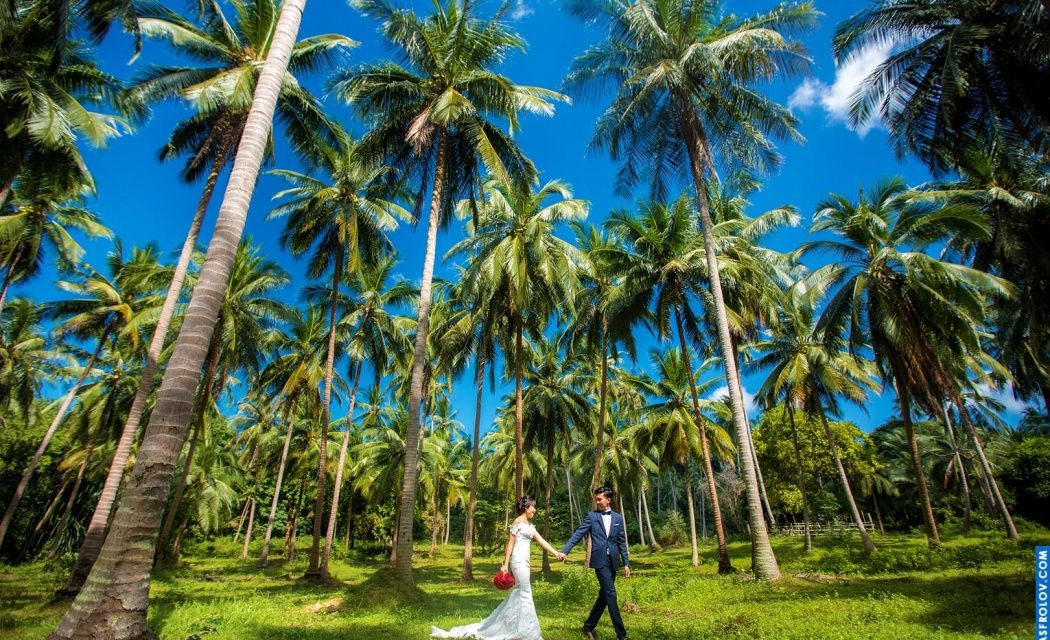 Post cover image: Samui Location for photo shoot: Coconut forest
